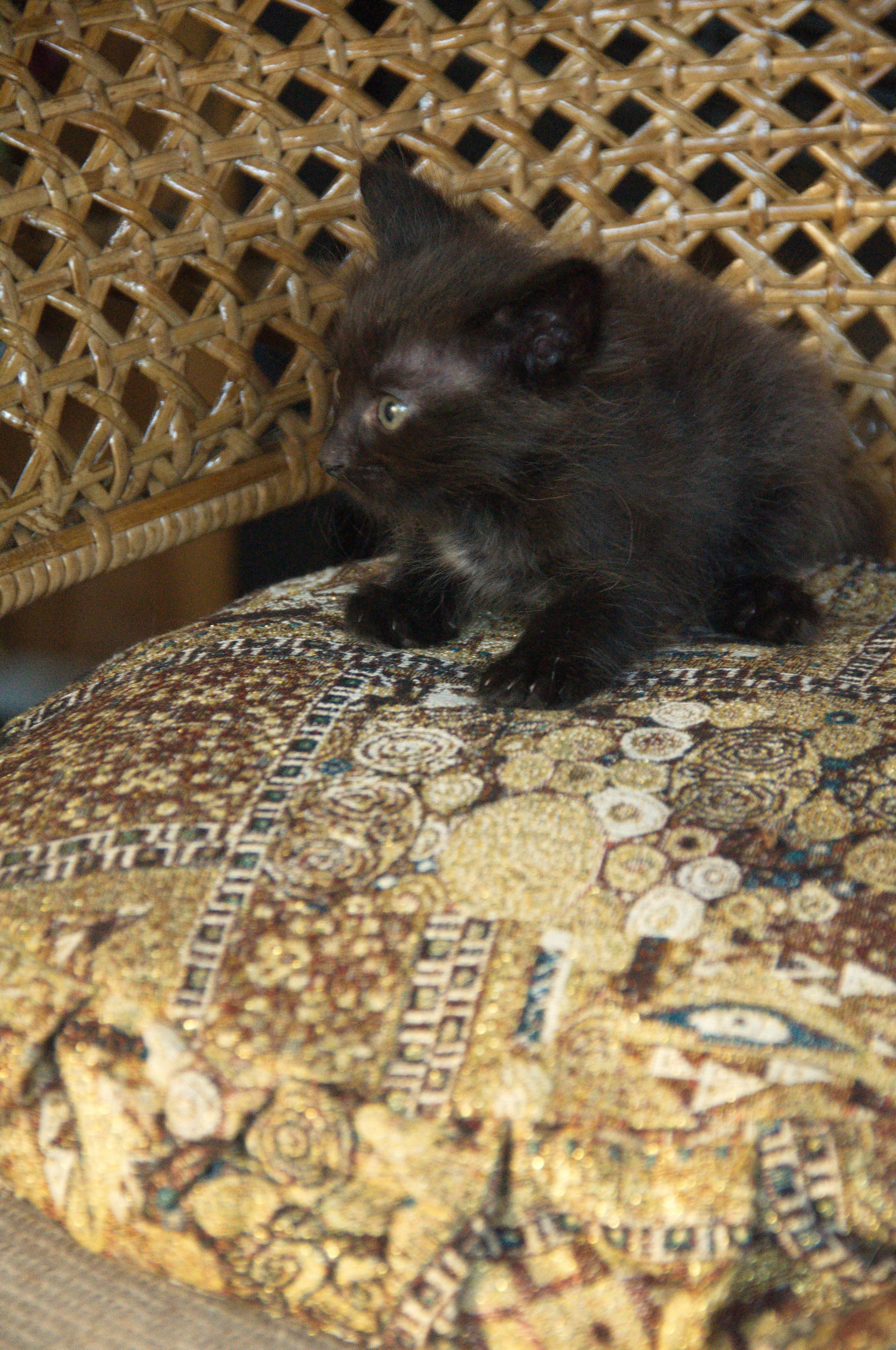 Котята на кушетке. Фотограф Евгений Симохин