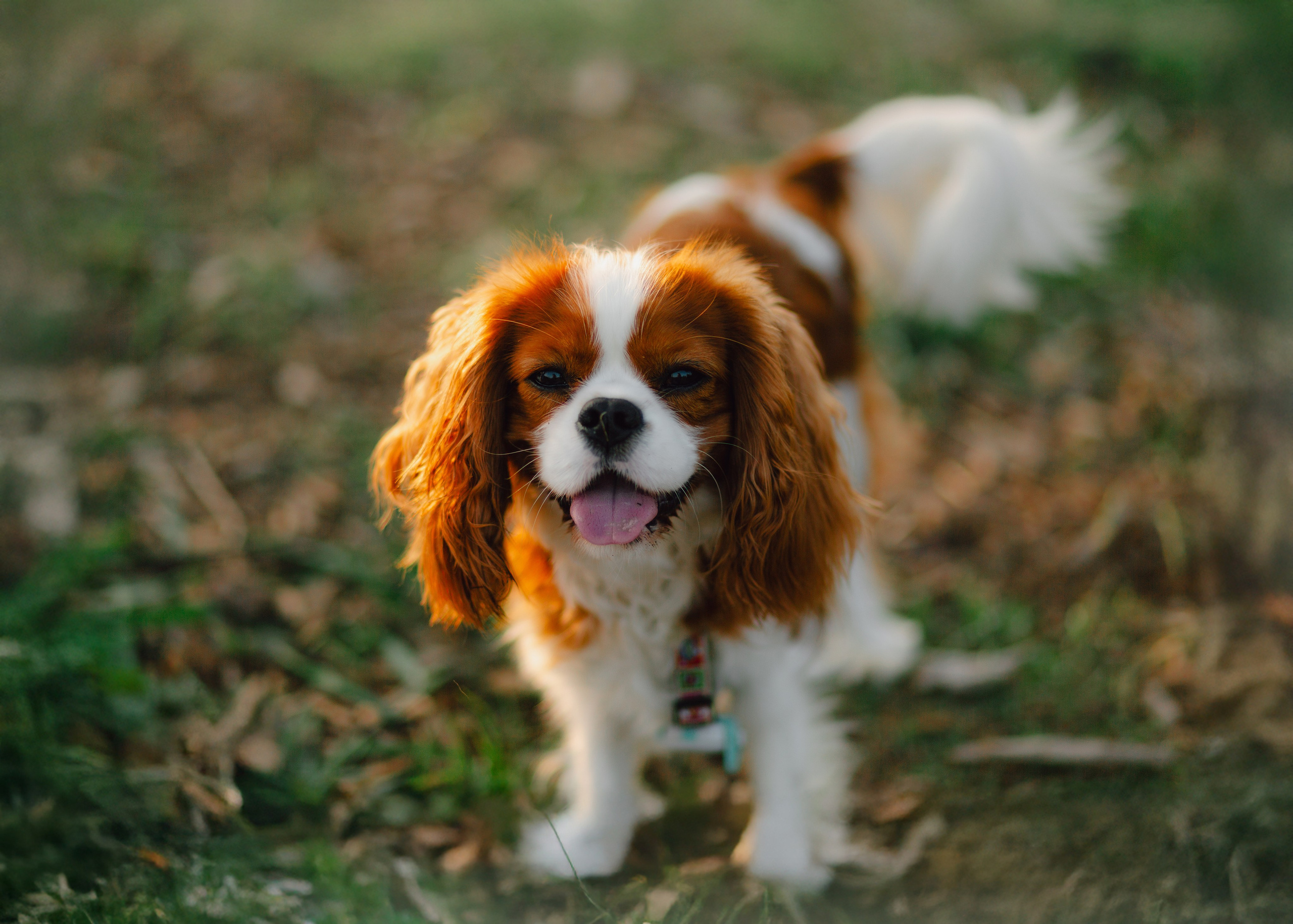 Ksenya & Her Loyal Jam. Barbara Isaeva