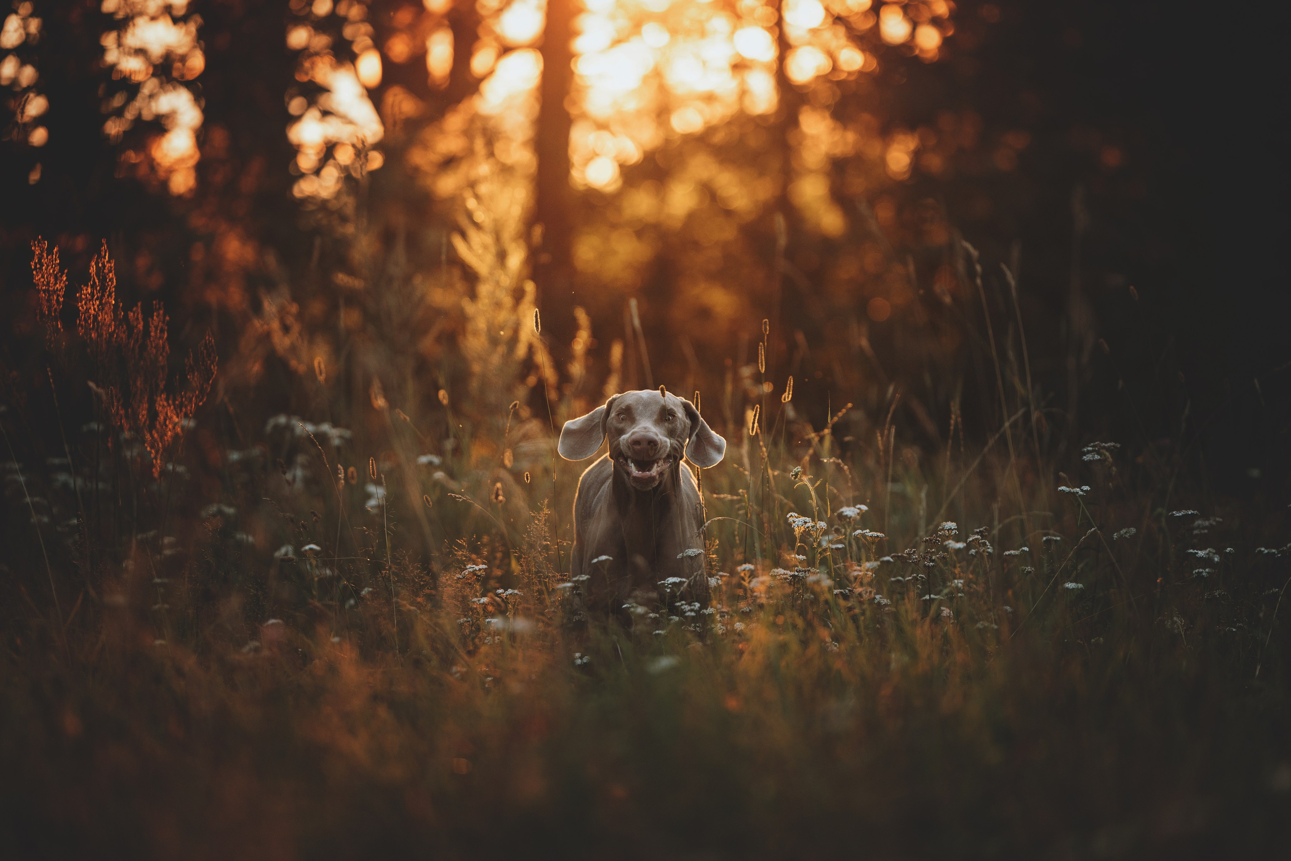 Юля и Эспен. Фотограф анималист Осипчикова Мария