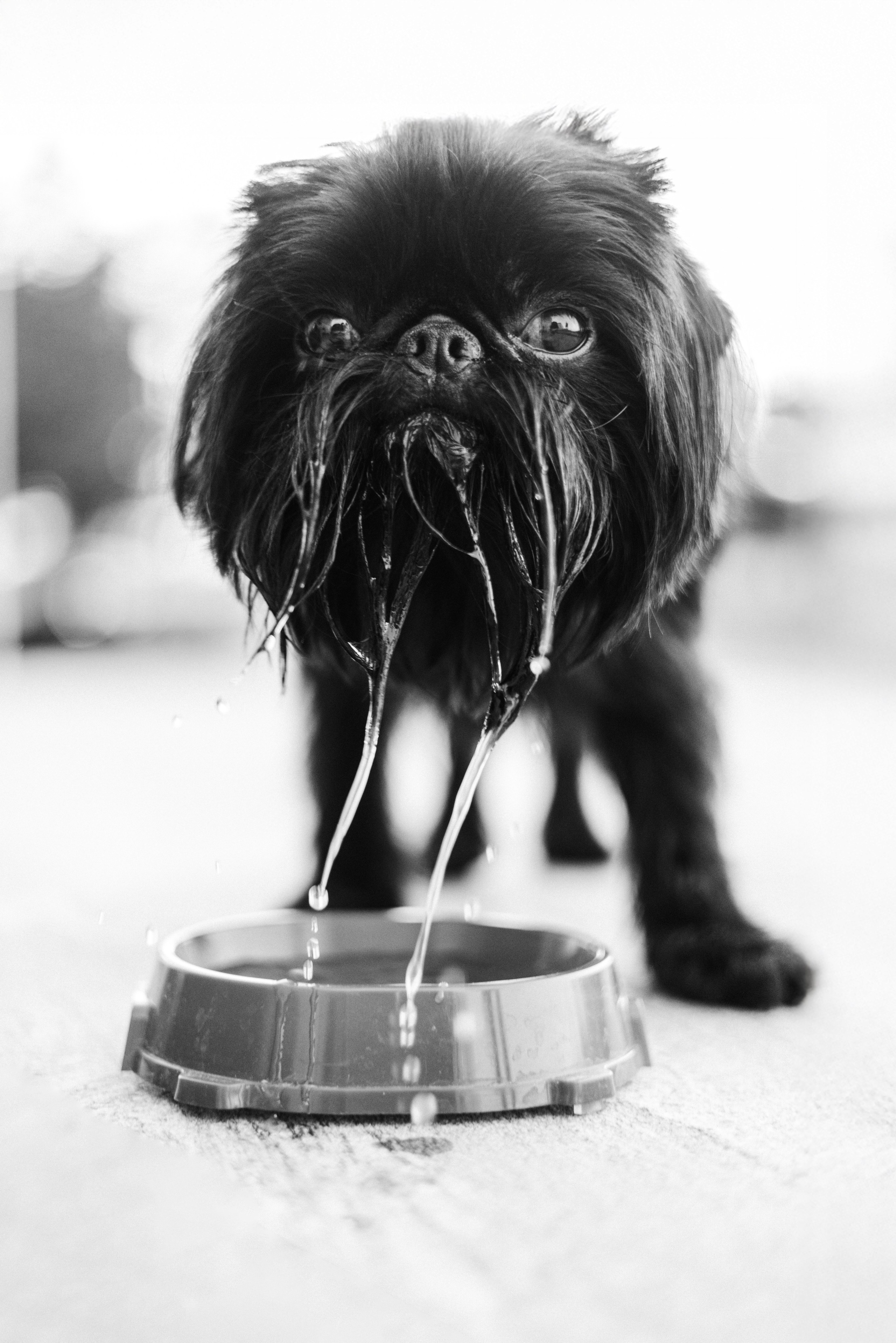 Ася и Кузя. Фотограф анималист Осипчикова Мария