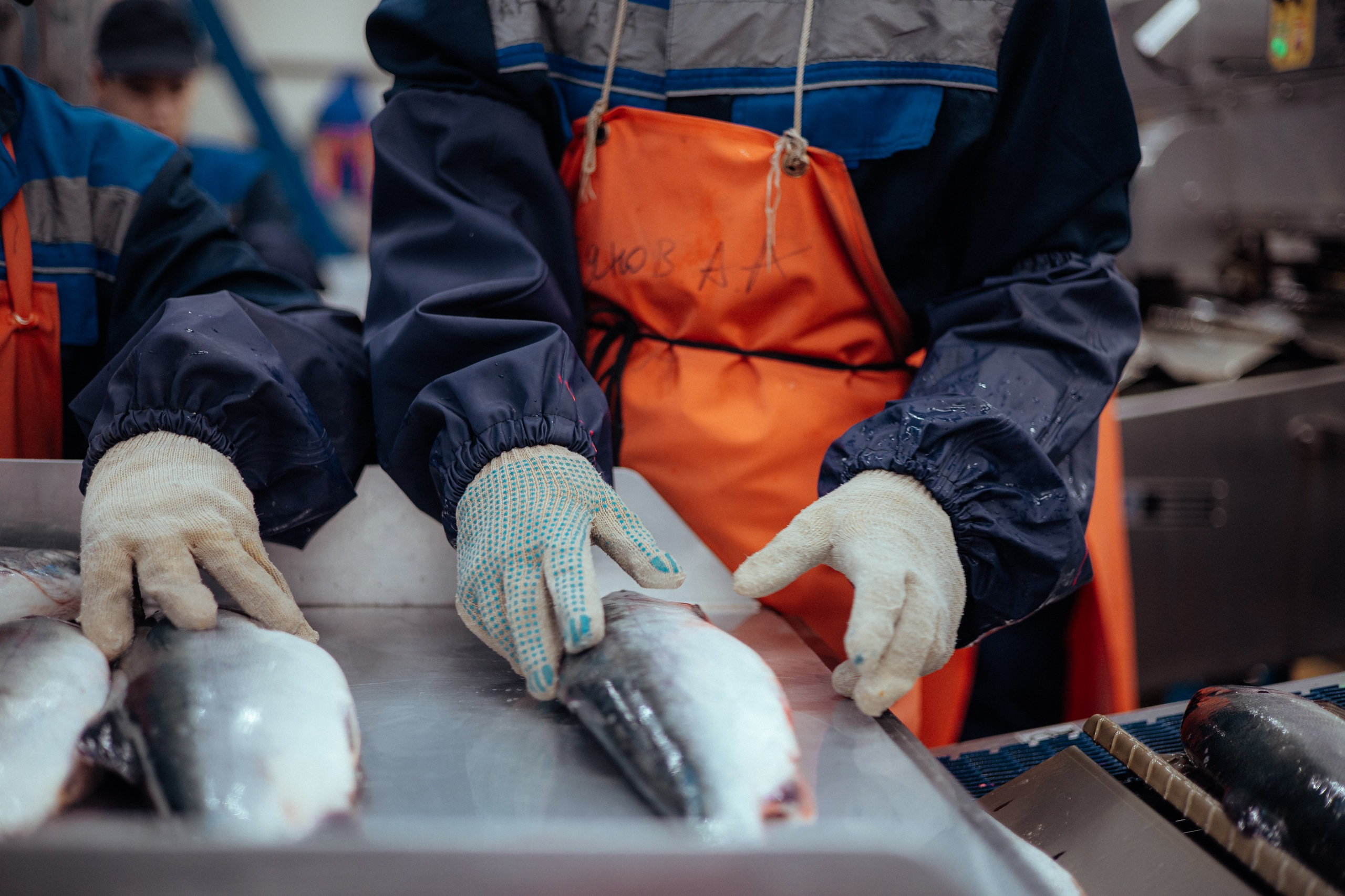 Ооо «лойд-фиш» | камчатка-2025