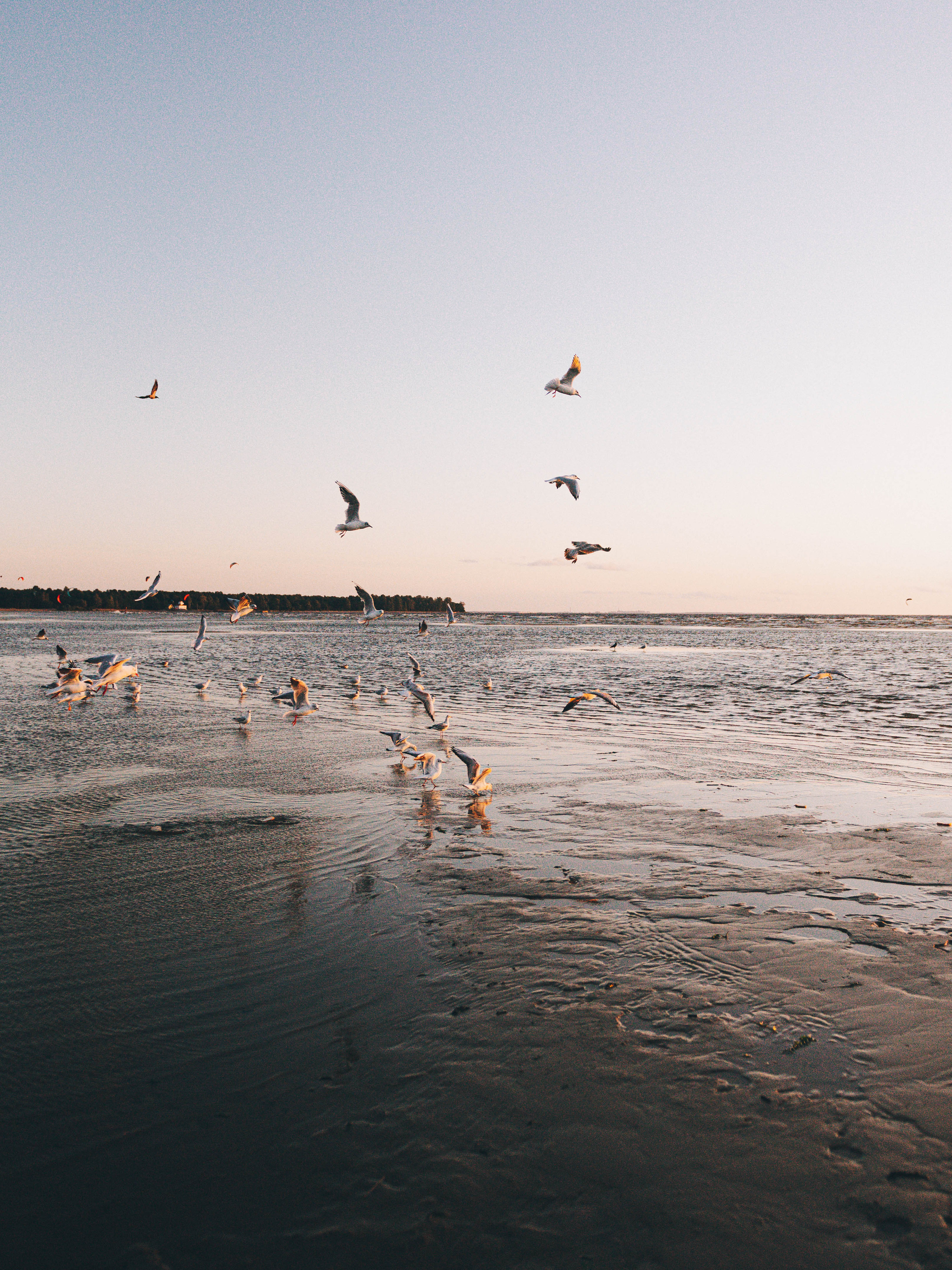 Ветер в ивах. Семейный фотограф в Санкт-Петербурге Ира Ревчук