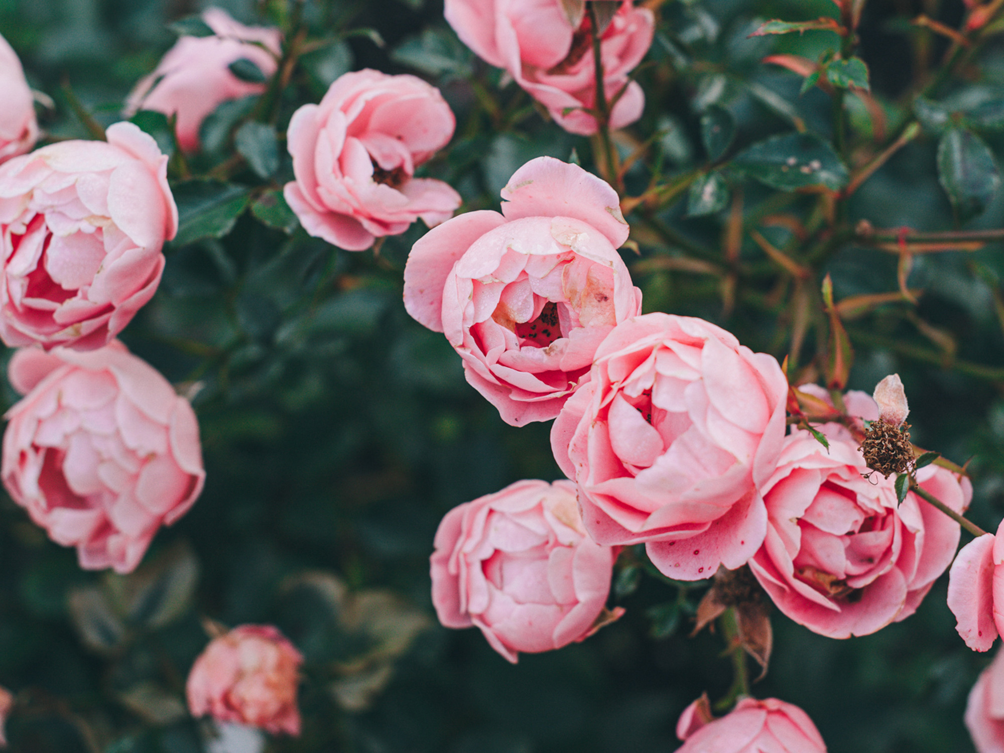 Семейный фотограф в Санкт-Петербурге Ира Ревчук