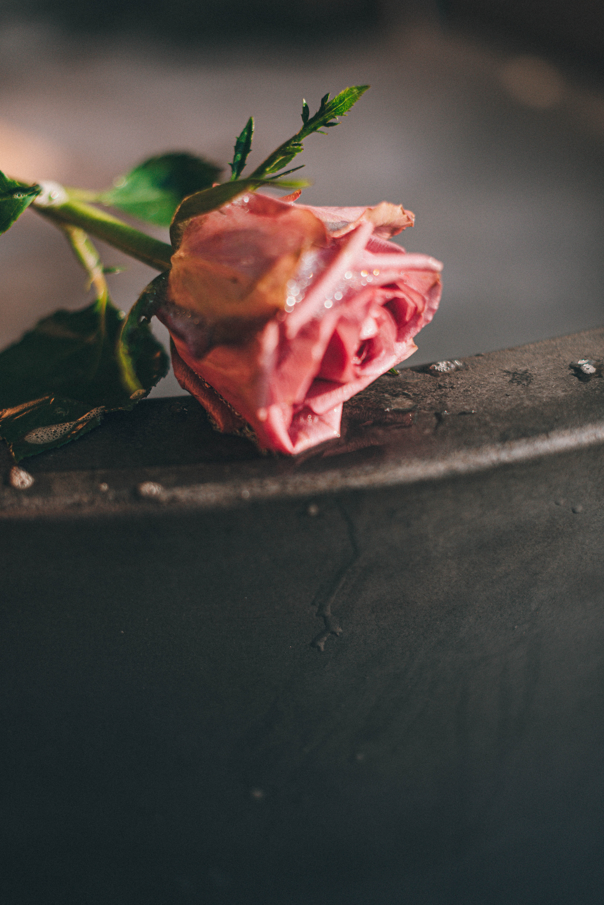 Ксения. Семейный фотограф в Санкт-Петербурге Ира Ревчук