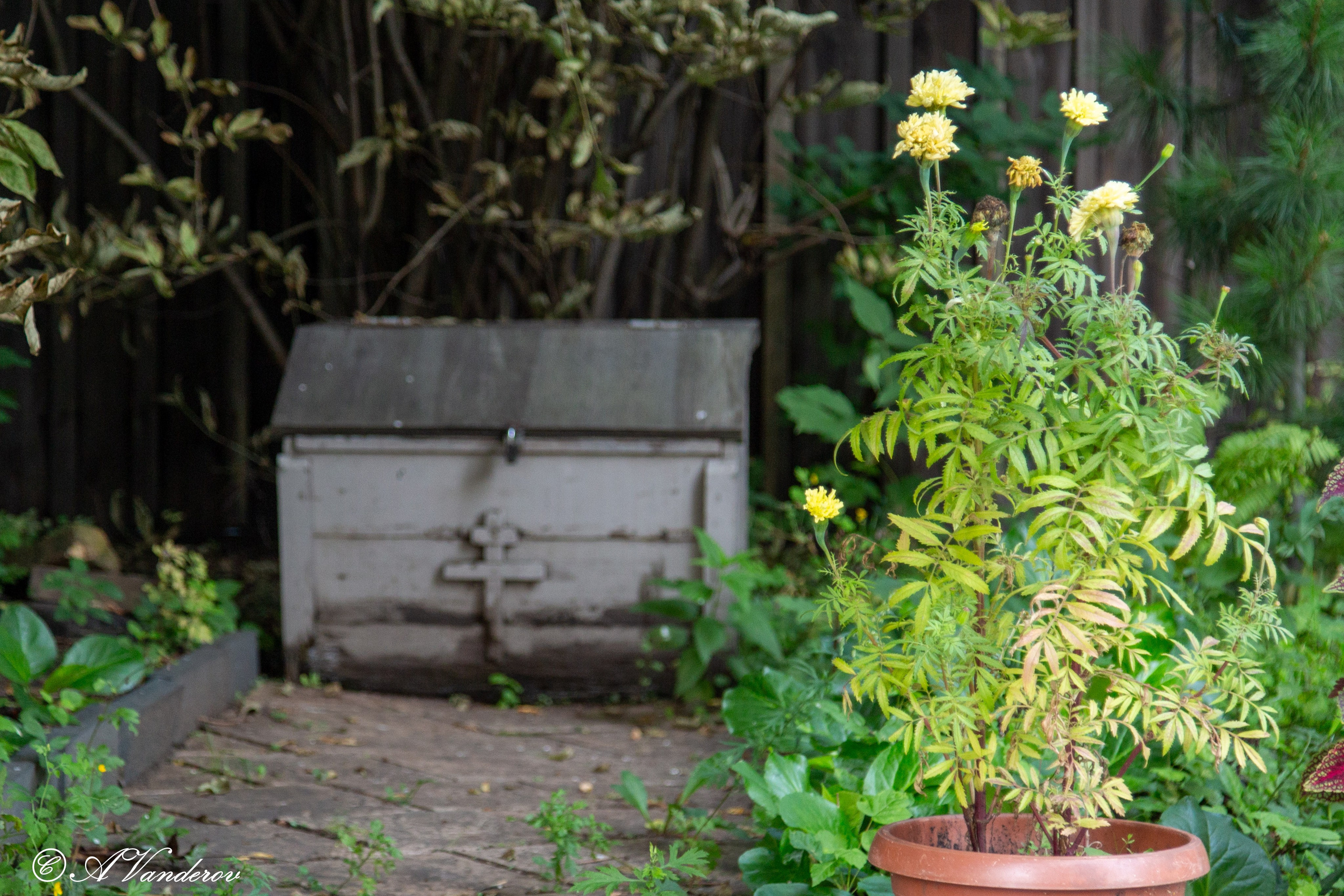Храм Покрова Божьей Матери Тулун. Фотограф Омск | Александр Вандеров