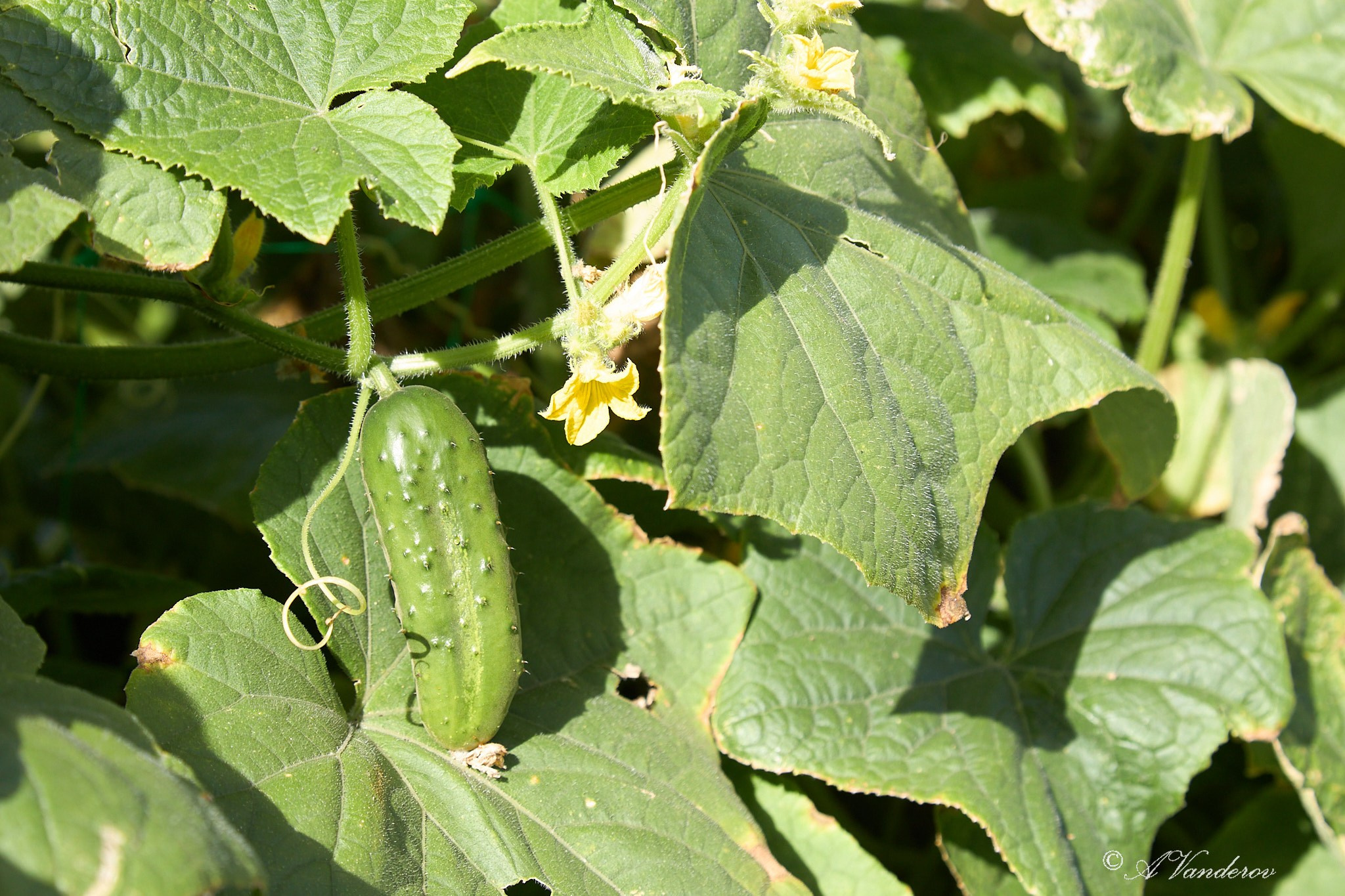 Село Савкино Баганского района Новосибирской области. Фотограф Омск | Александр Вандеров