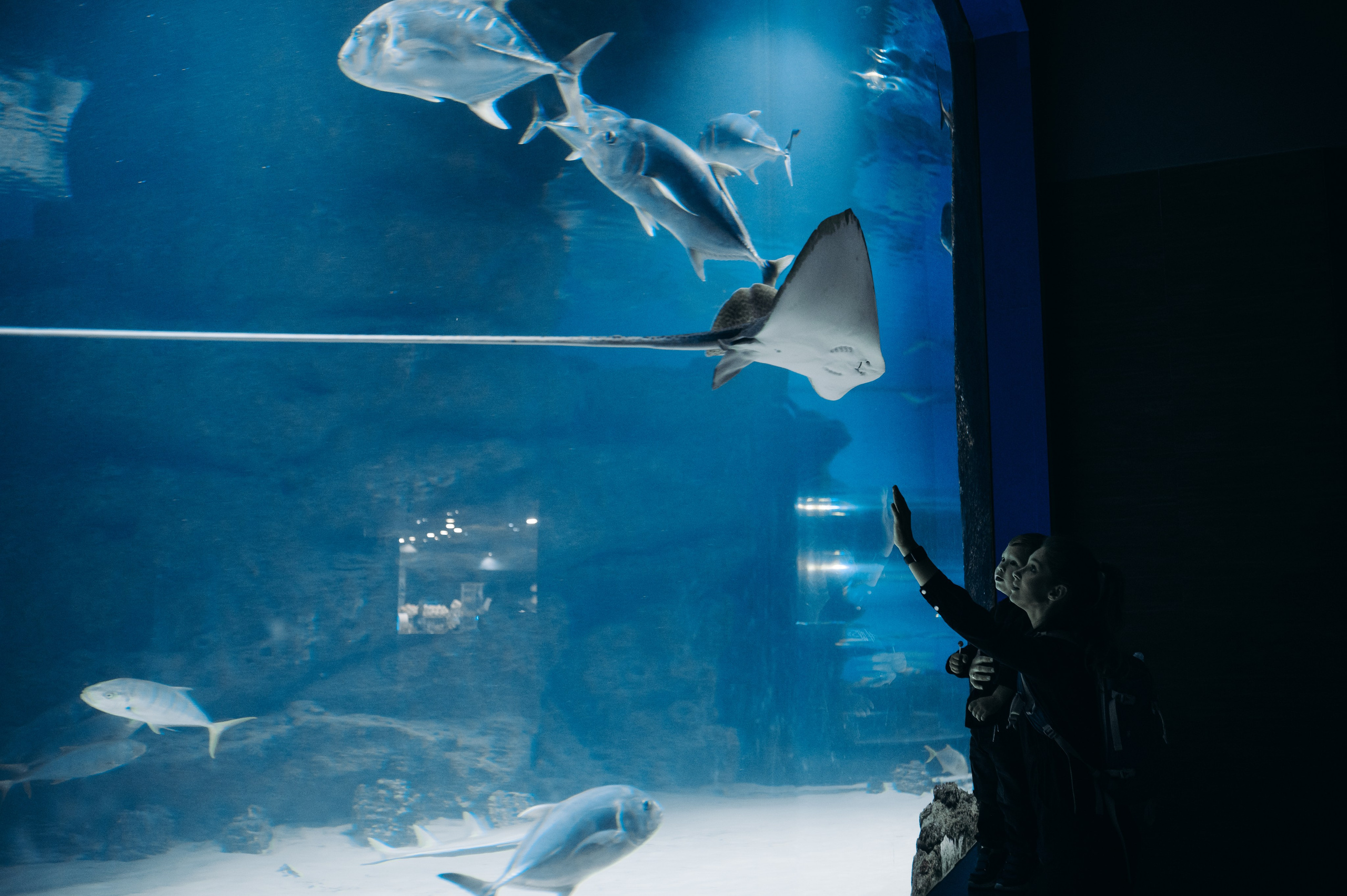 Маленький человек среди огромных рыб. Главная