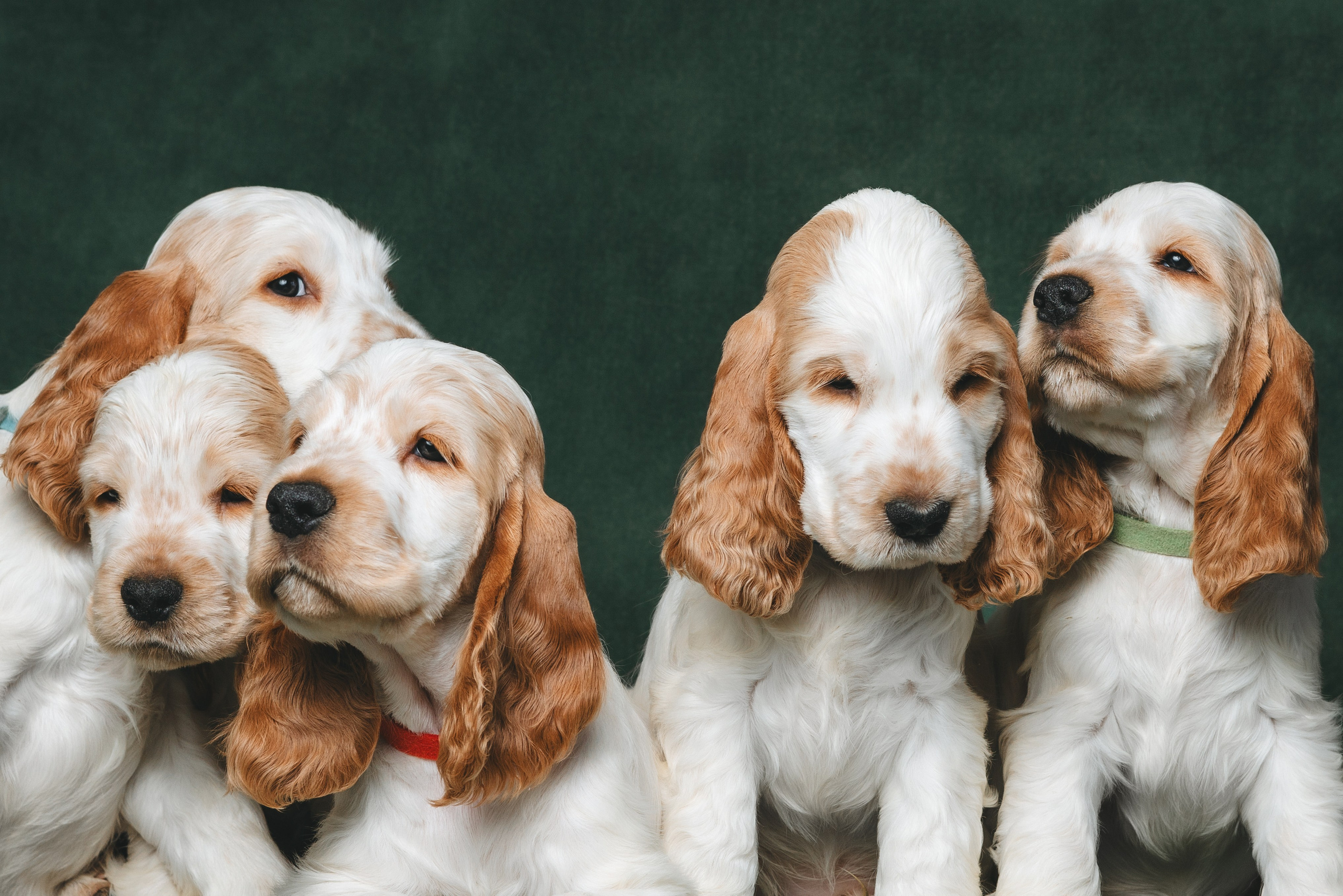 Английские коккер-спаниели. Фотограф анималист Осипчикова Мария