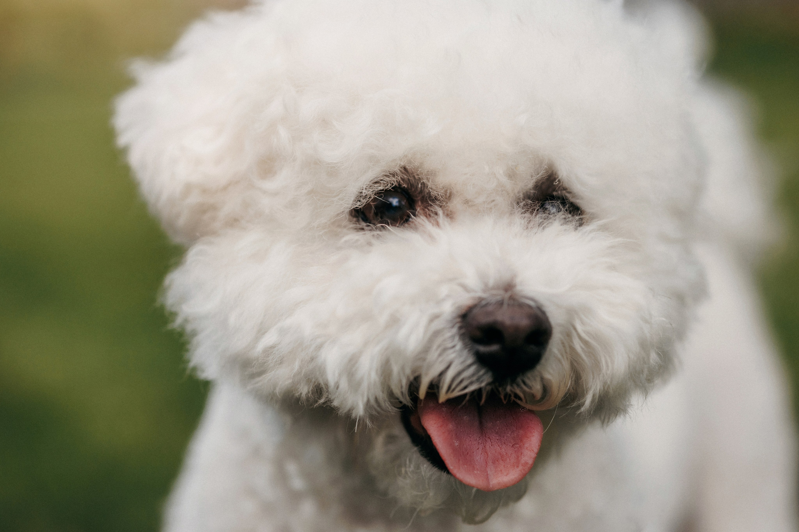 Марина, Данил и Бруно. Фотограф-анималист Елена Радченко, Москва