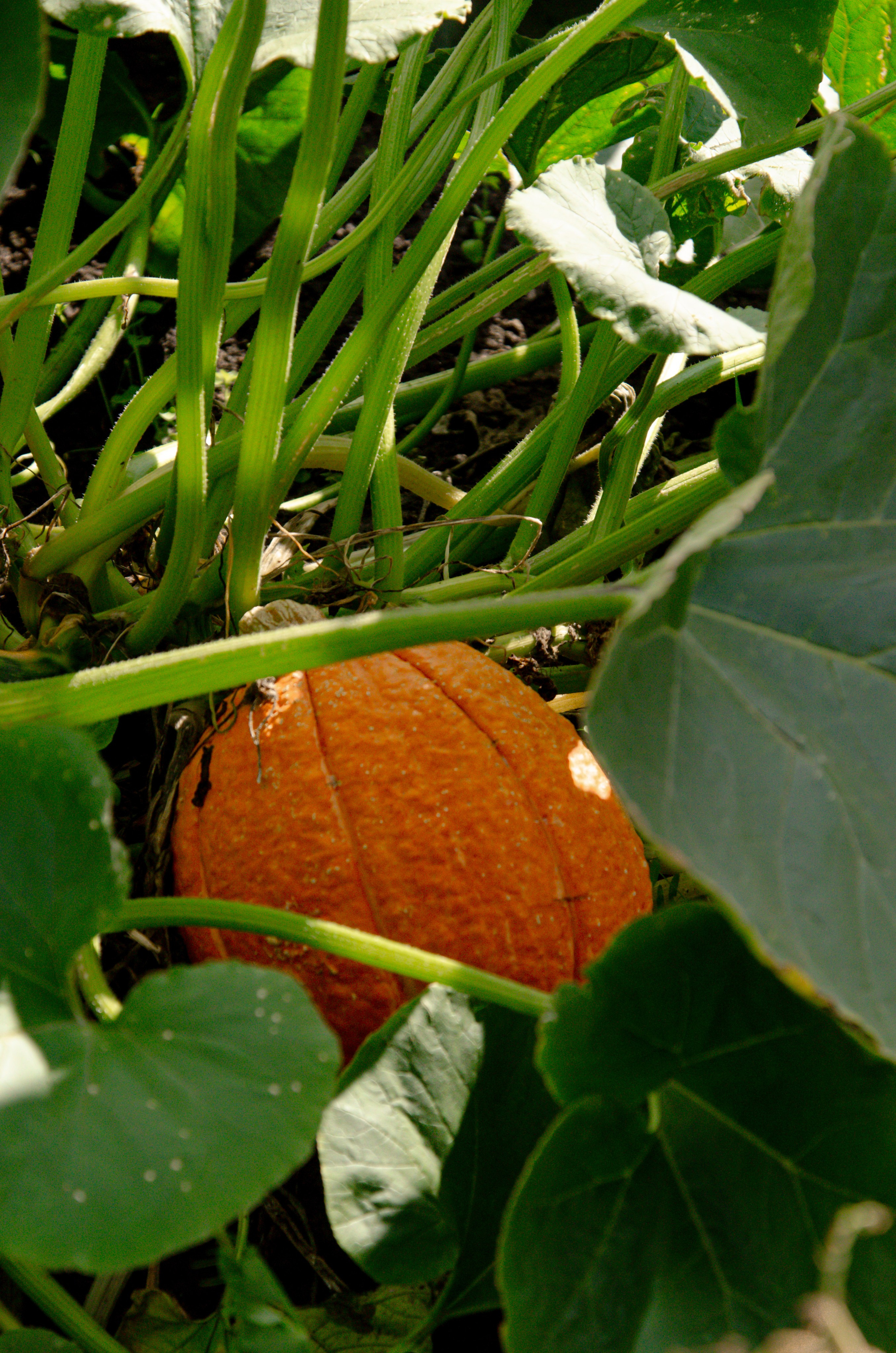 Деревенская. Фотографы в Тюмени Андрей и Лидия Войвод