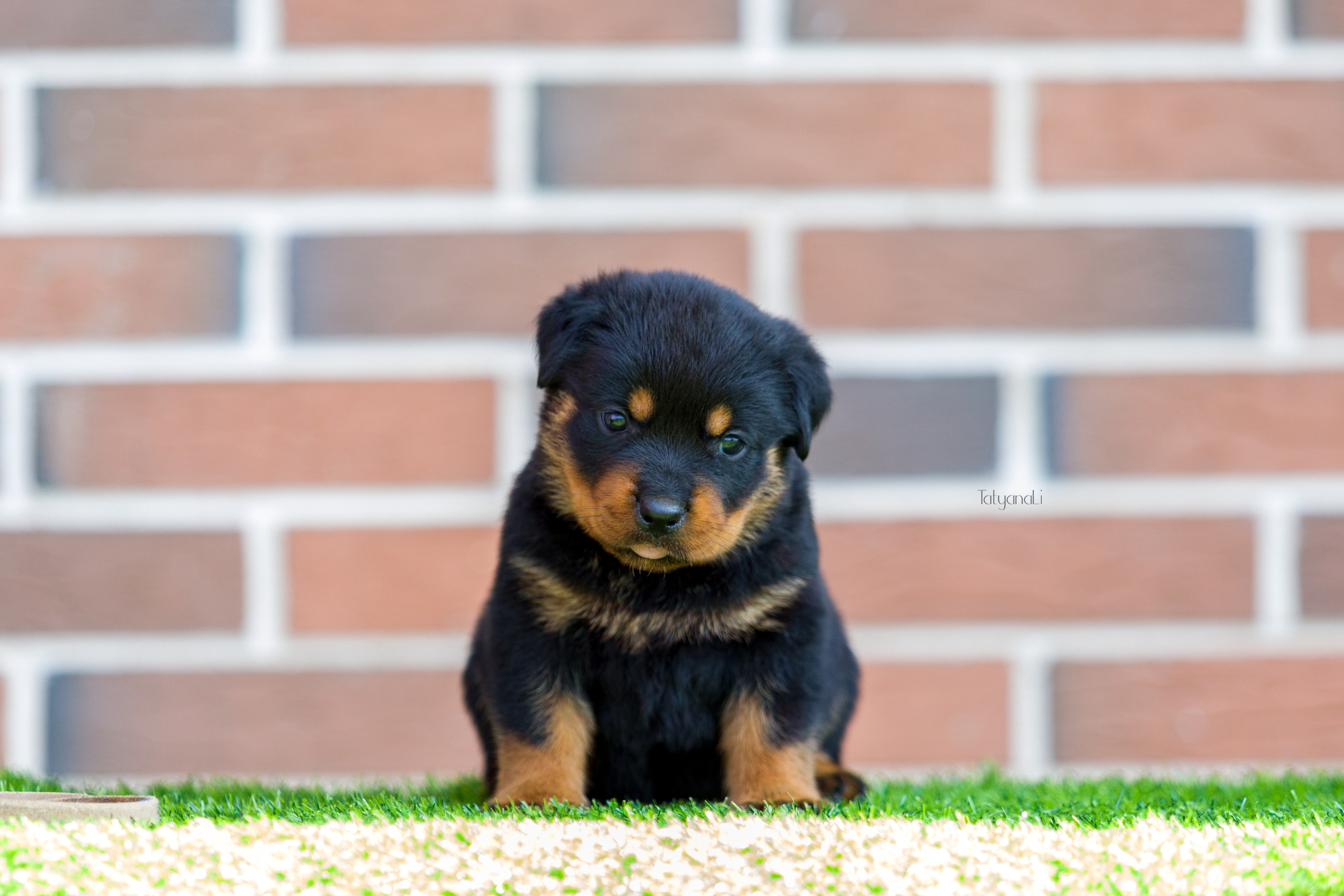 Ротвейлер. Фотограф — анималист Татьяна Ли