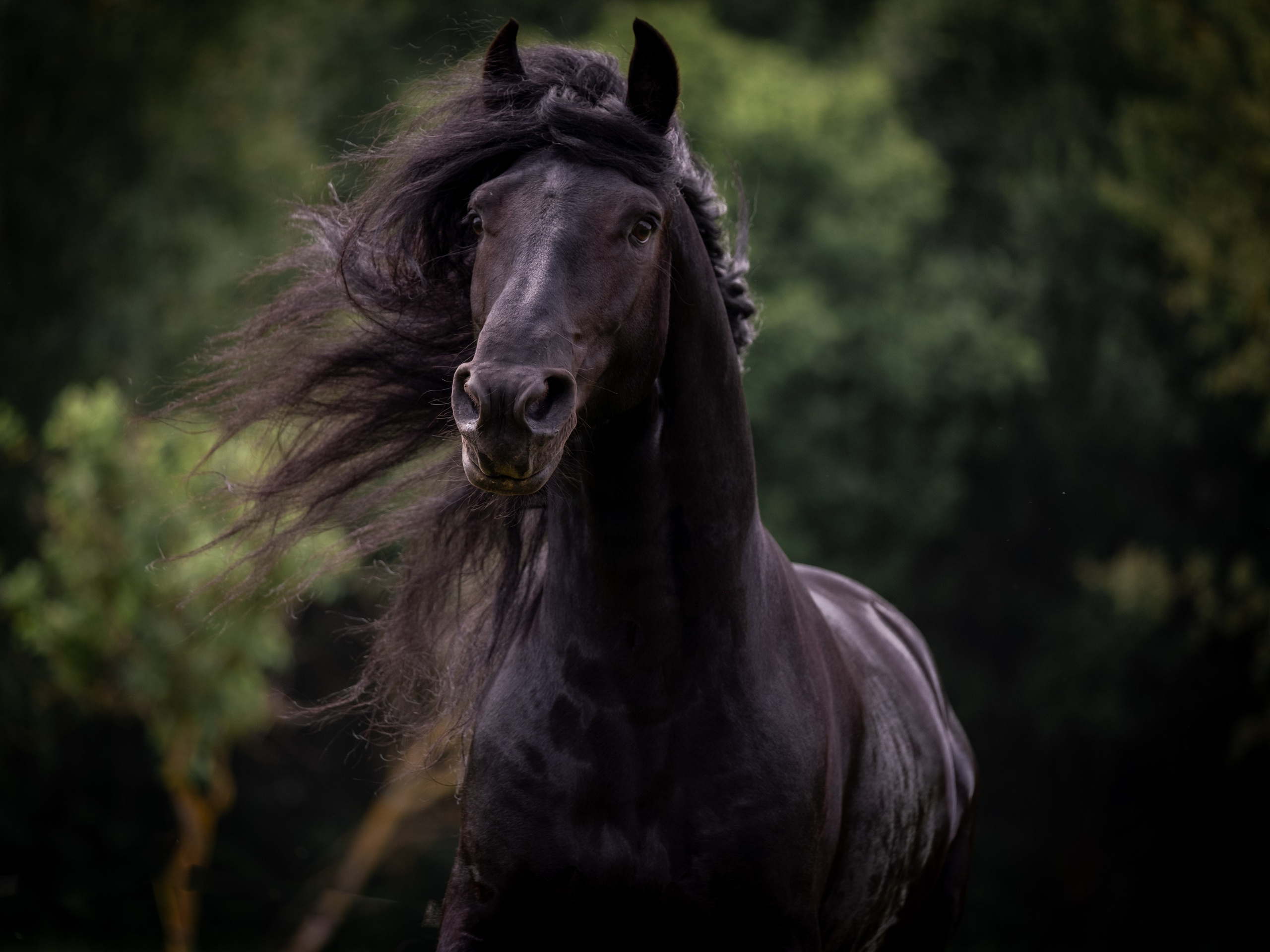 Жеребец фризской породы. Зоофотограф, фотограф животных в Москве и области Дина Дамоцева