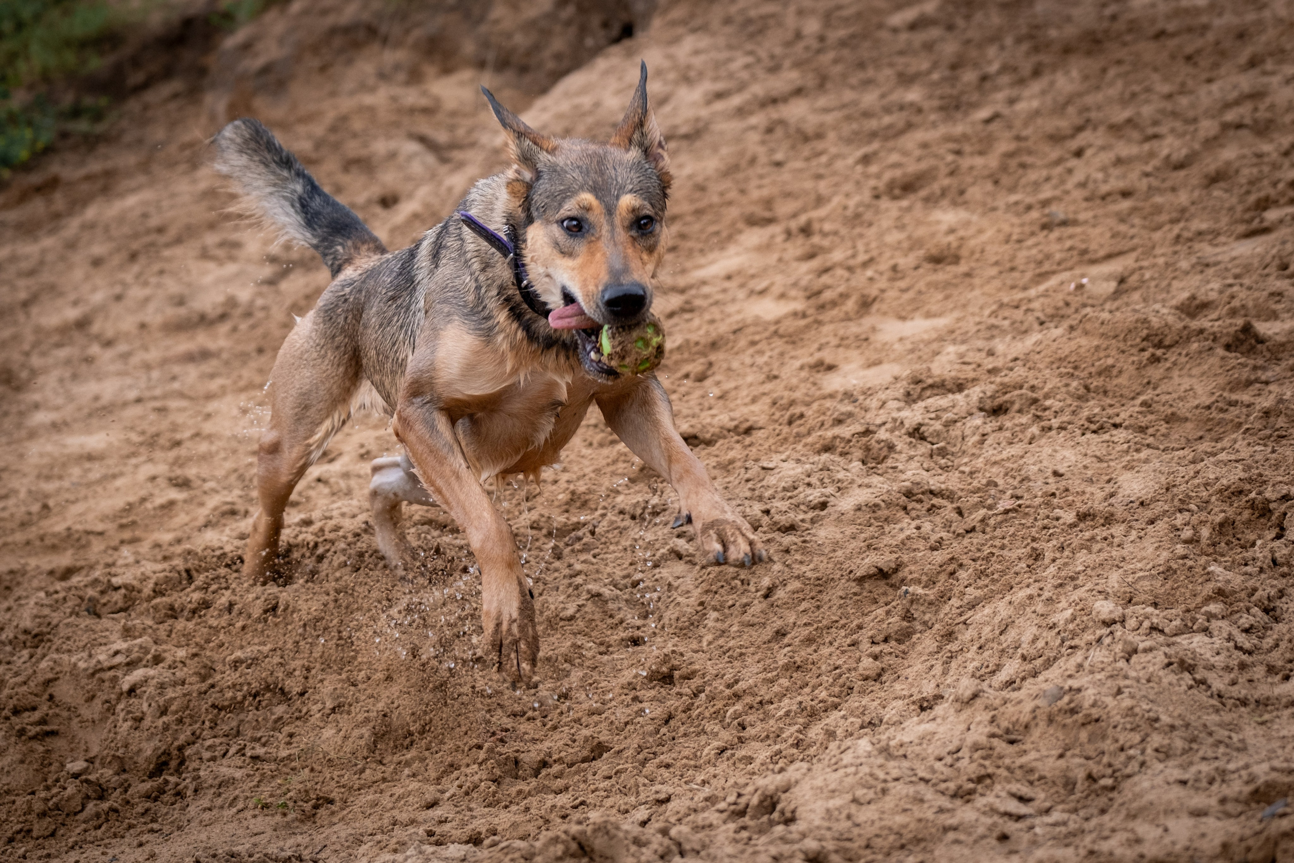 Надя и Луна. Зоофотограф, фотограф животных в Москве и области Дина Дамоцева