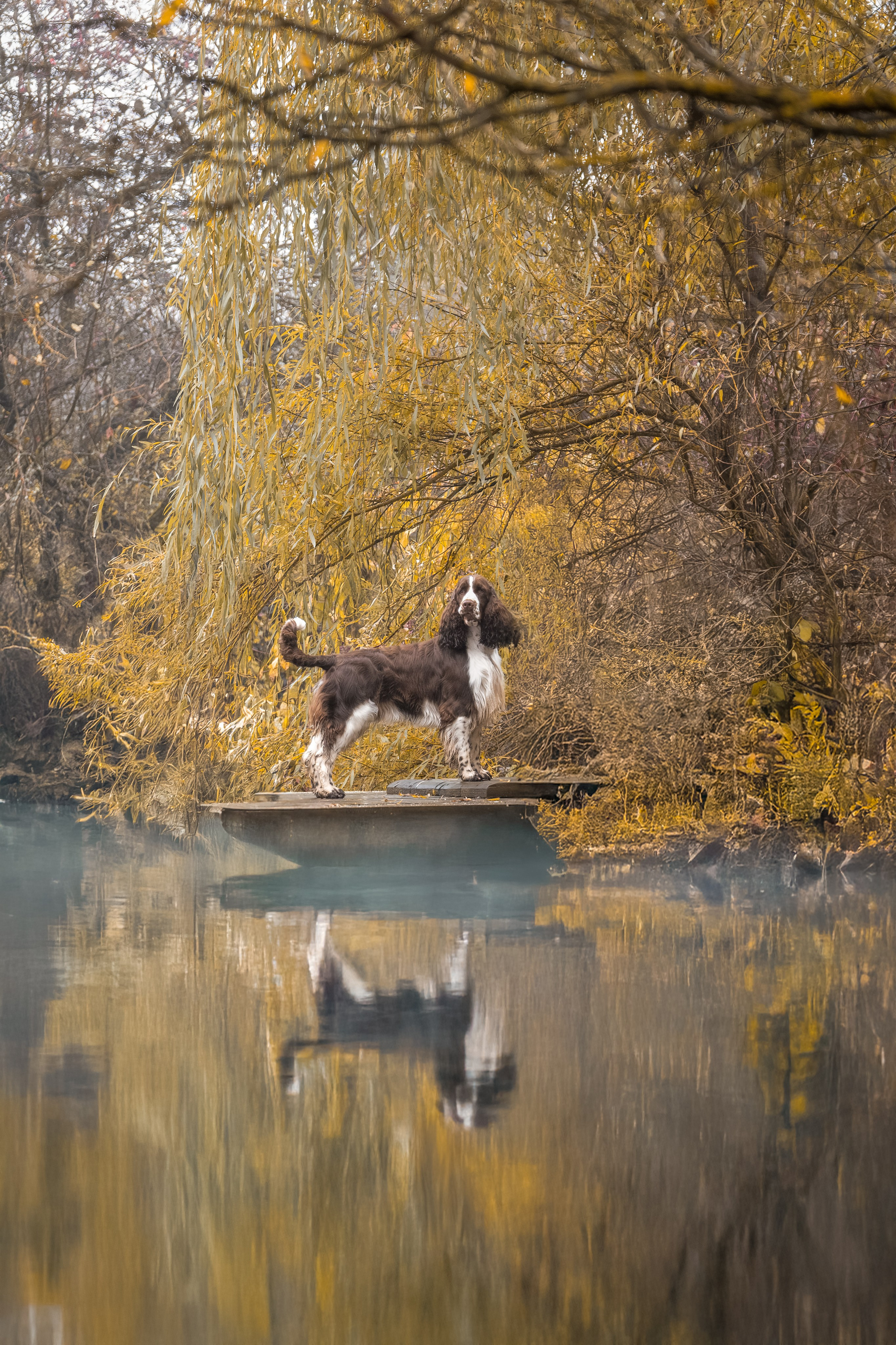 Дон для Натальи!. Зоофотограф, фотограф животных в Москве и области Дина Дамоцева