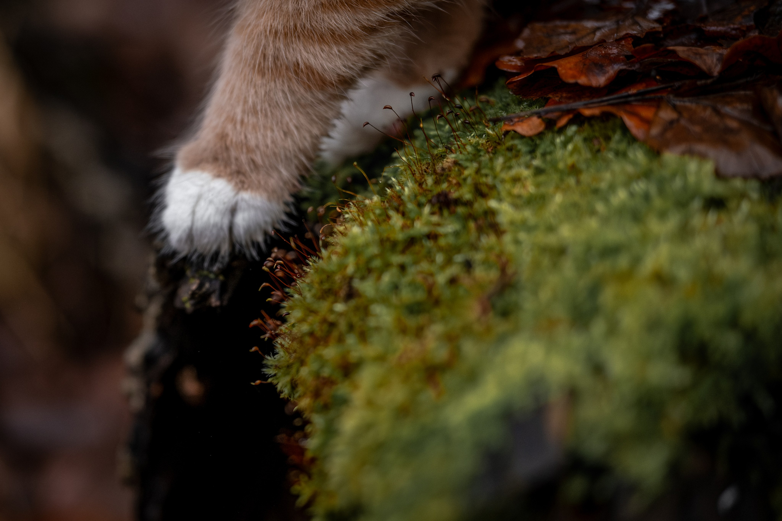 Котенок Дарвин на прогулке). Зоофотограф, фотограф животных в Москве и области Дина Дамоцева