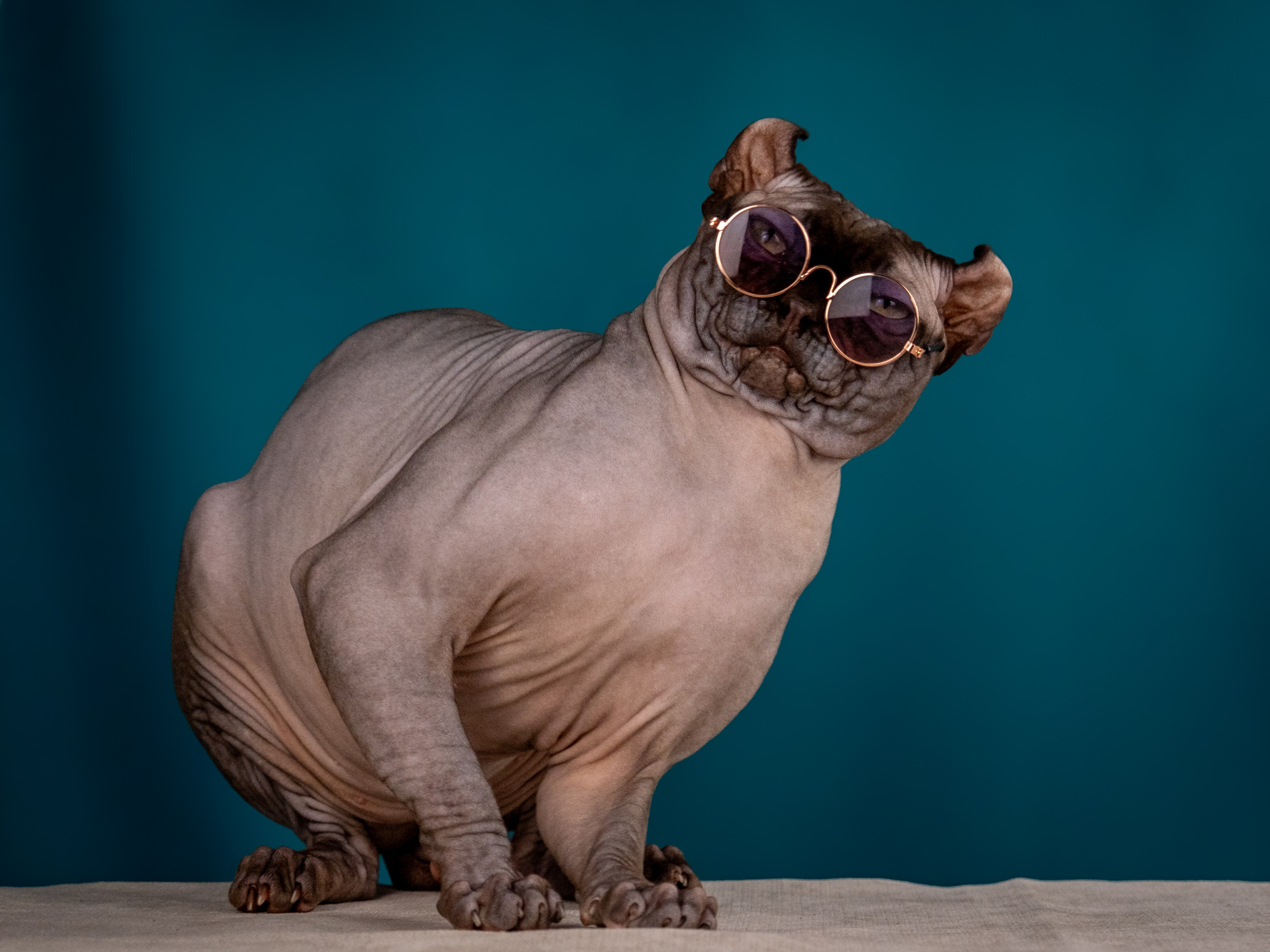 Невероятные сфинксы и эльфы для Ланы!. Зоофотограф, фотограф животных в Москве и области Дина Дамоцева