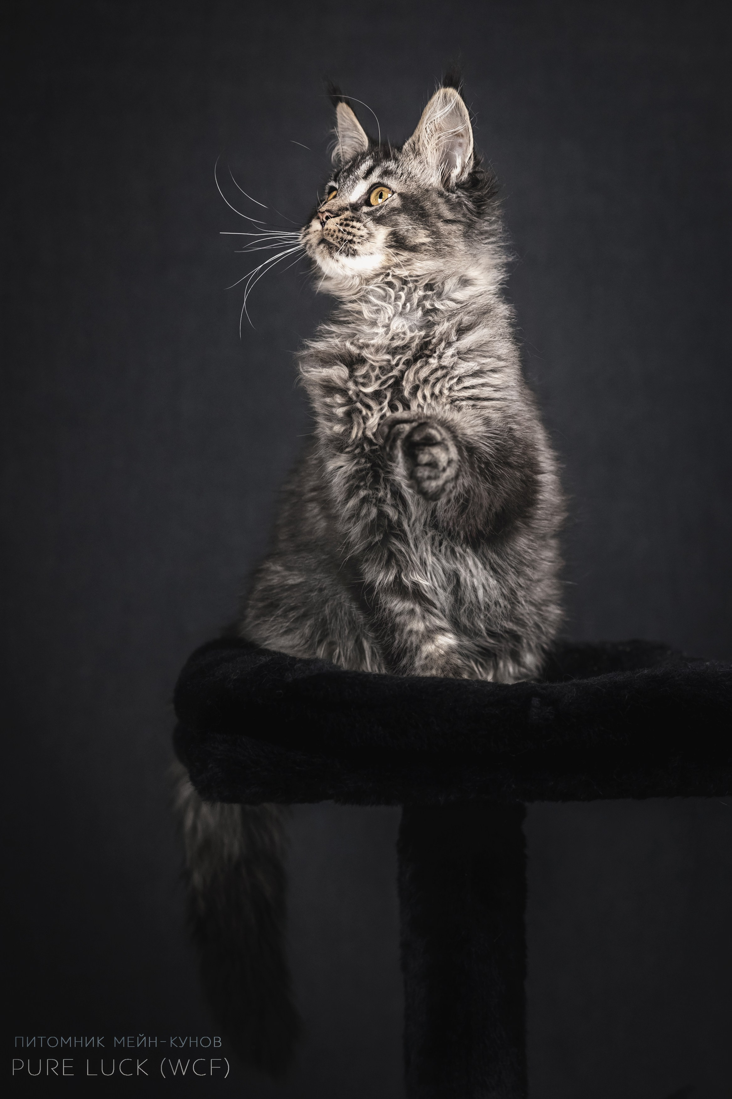 Куны. Фотограф анималист Аня Ливанова | Рыбинск