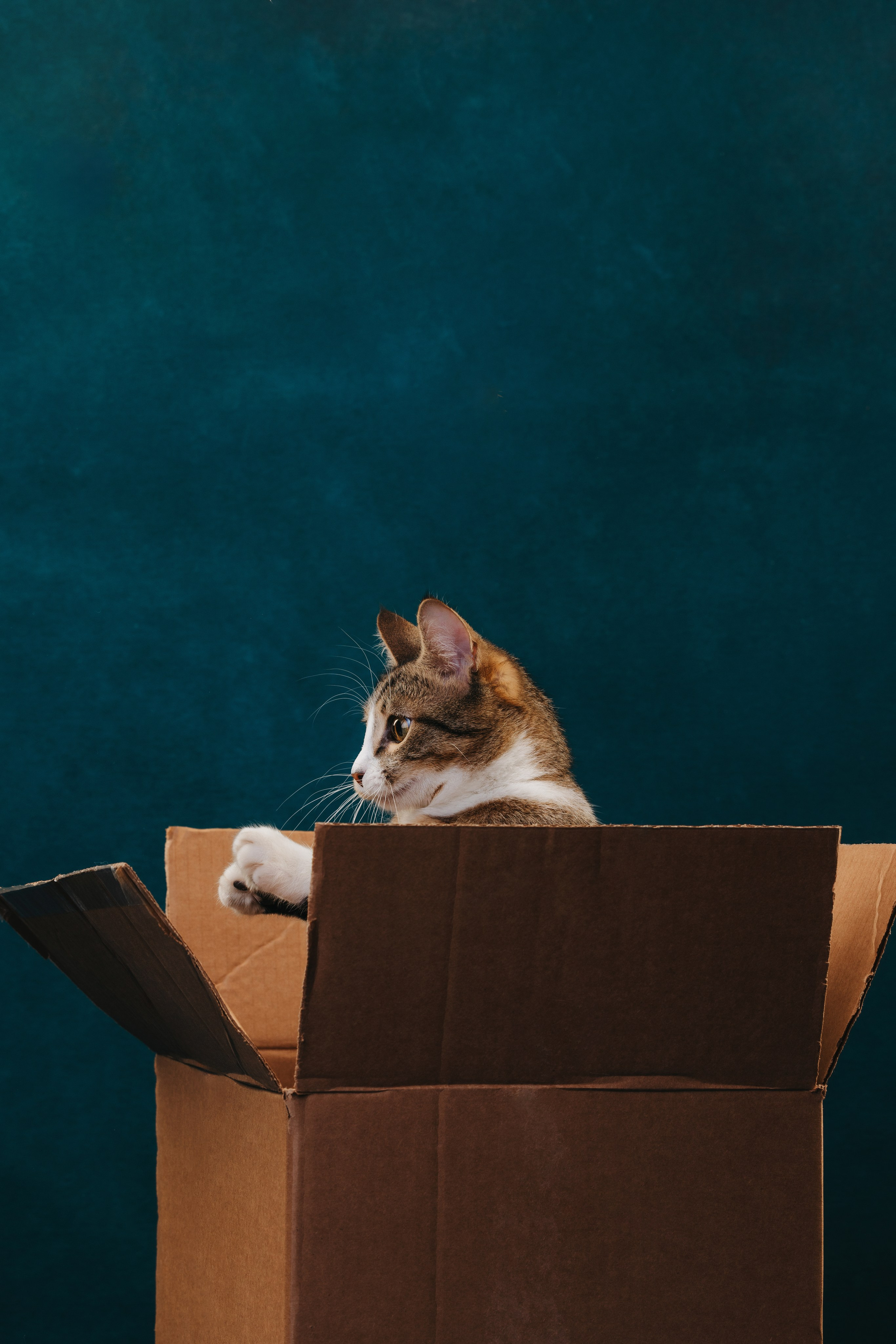 Коты Сет и Квентин. Фотограф анималист Осипчикова Мария