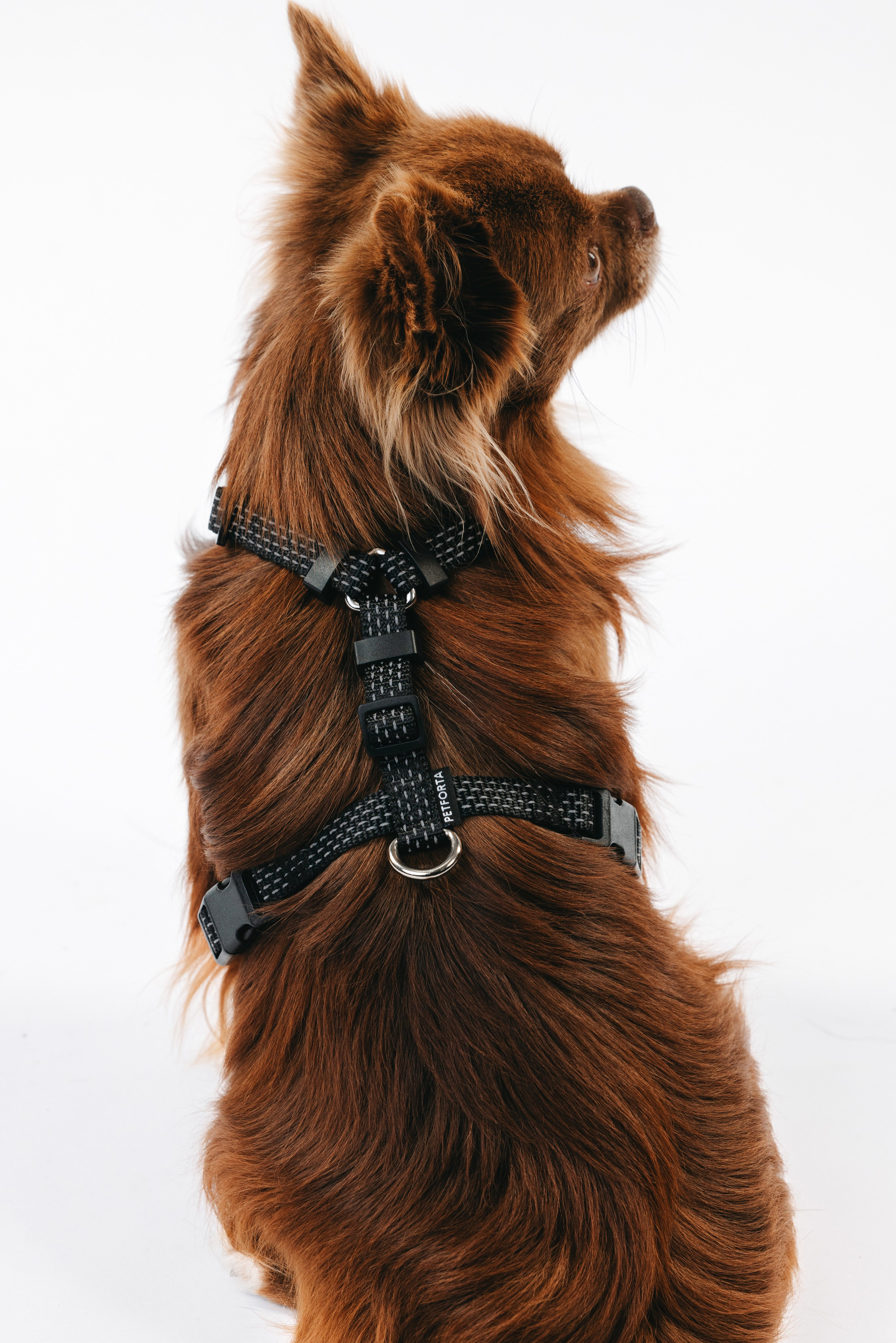 Шлейки Petforta. Фотограф анималист Осипчикова Мария