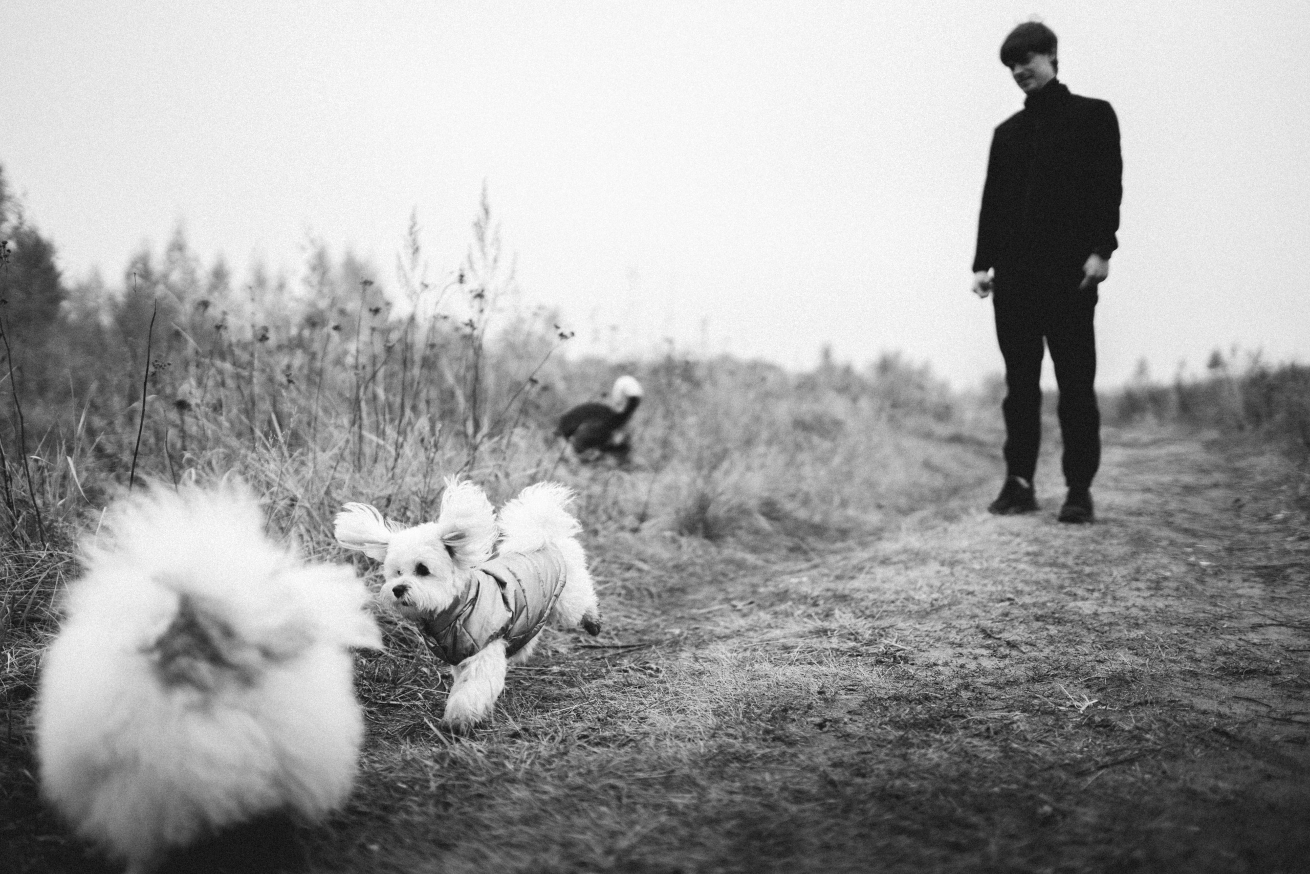 Фотосессия с собаками. Семейный фотограф в Рязани и Москве Victoria_Kros