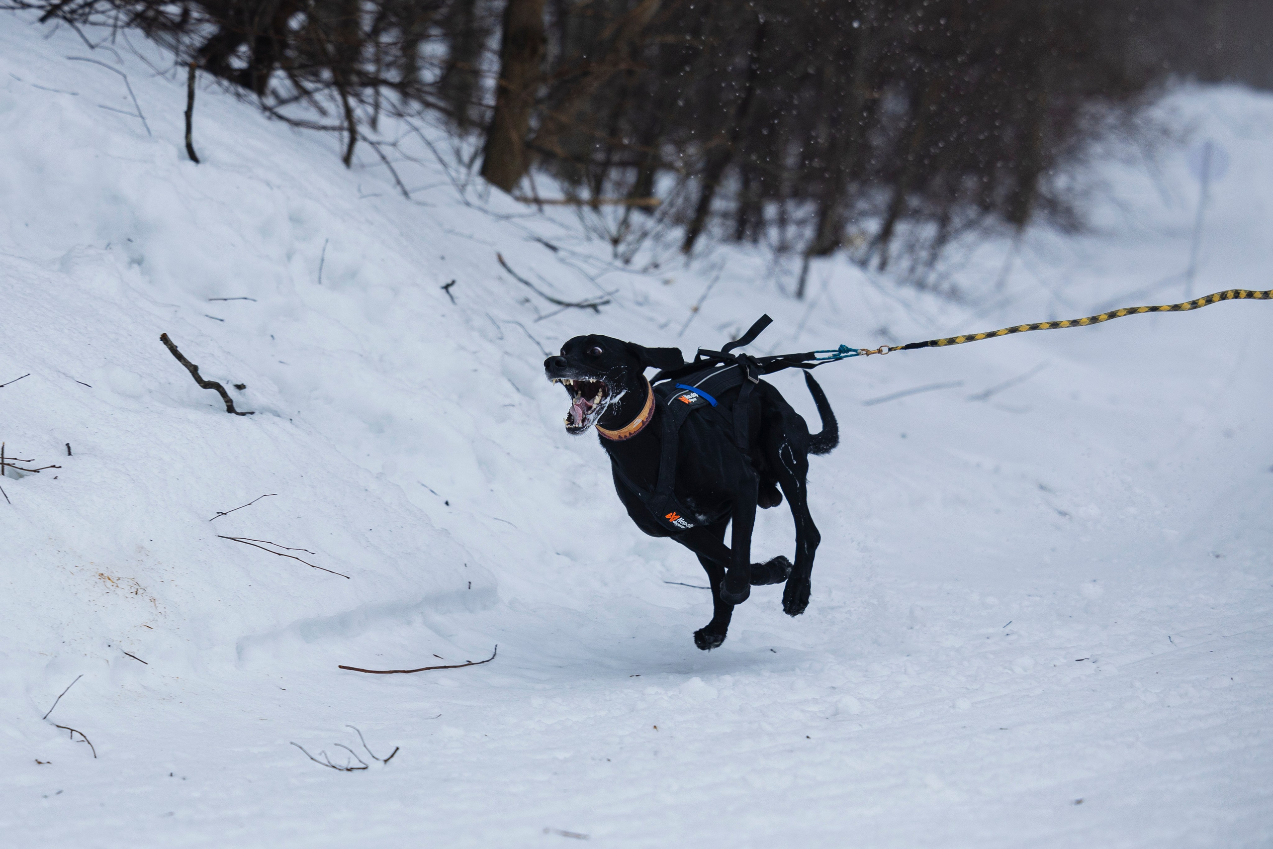 Зимний Чемпионат Санкт-Петербурга по ездовому спорту. Фотограф-анималист Анна Маринич