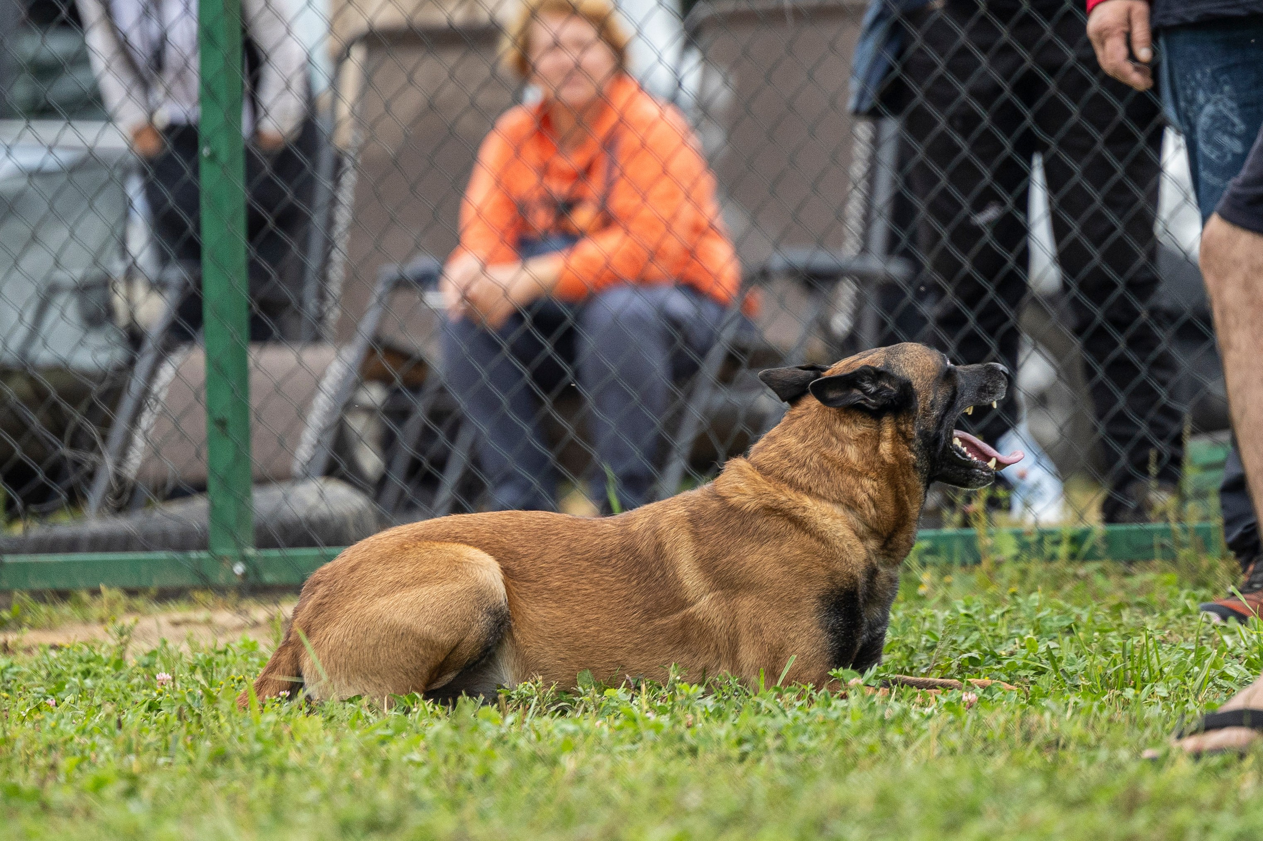 Соревнования по Мондьорингу г. Вологда 10-11.08.2024. Фотограф-анималист Анна Маринич