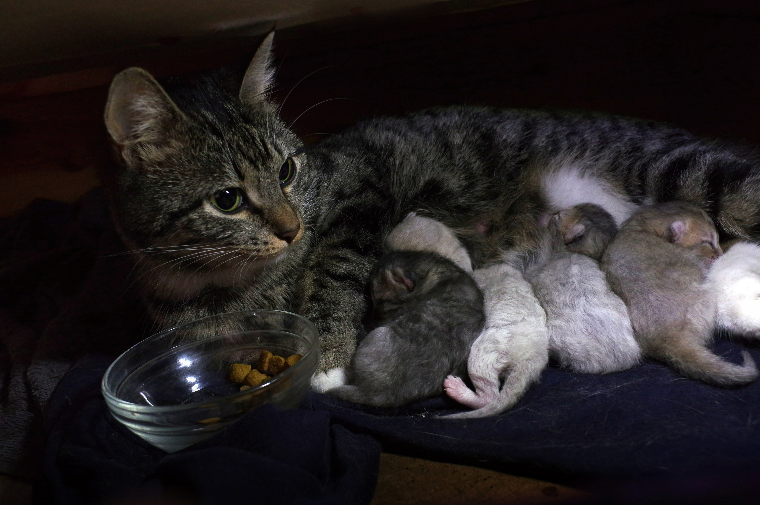 Котятам 2 дня. Вадим Шейдин