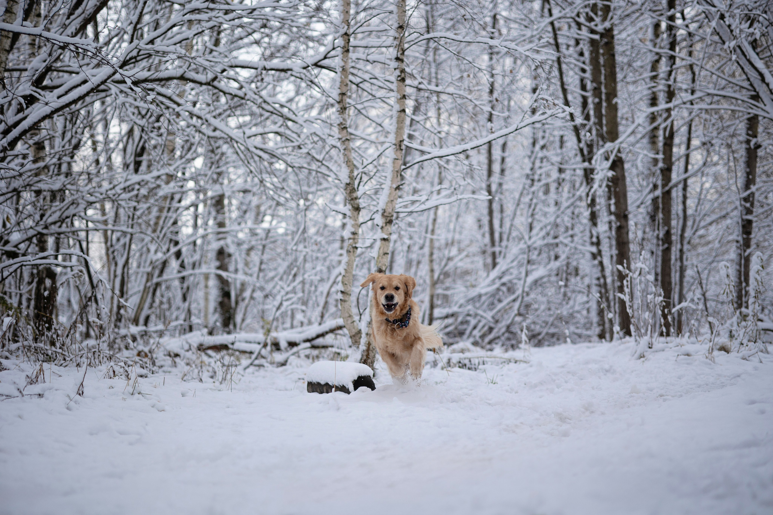 Съемка с собакой. Анастасия Белаш