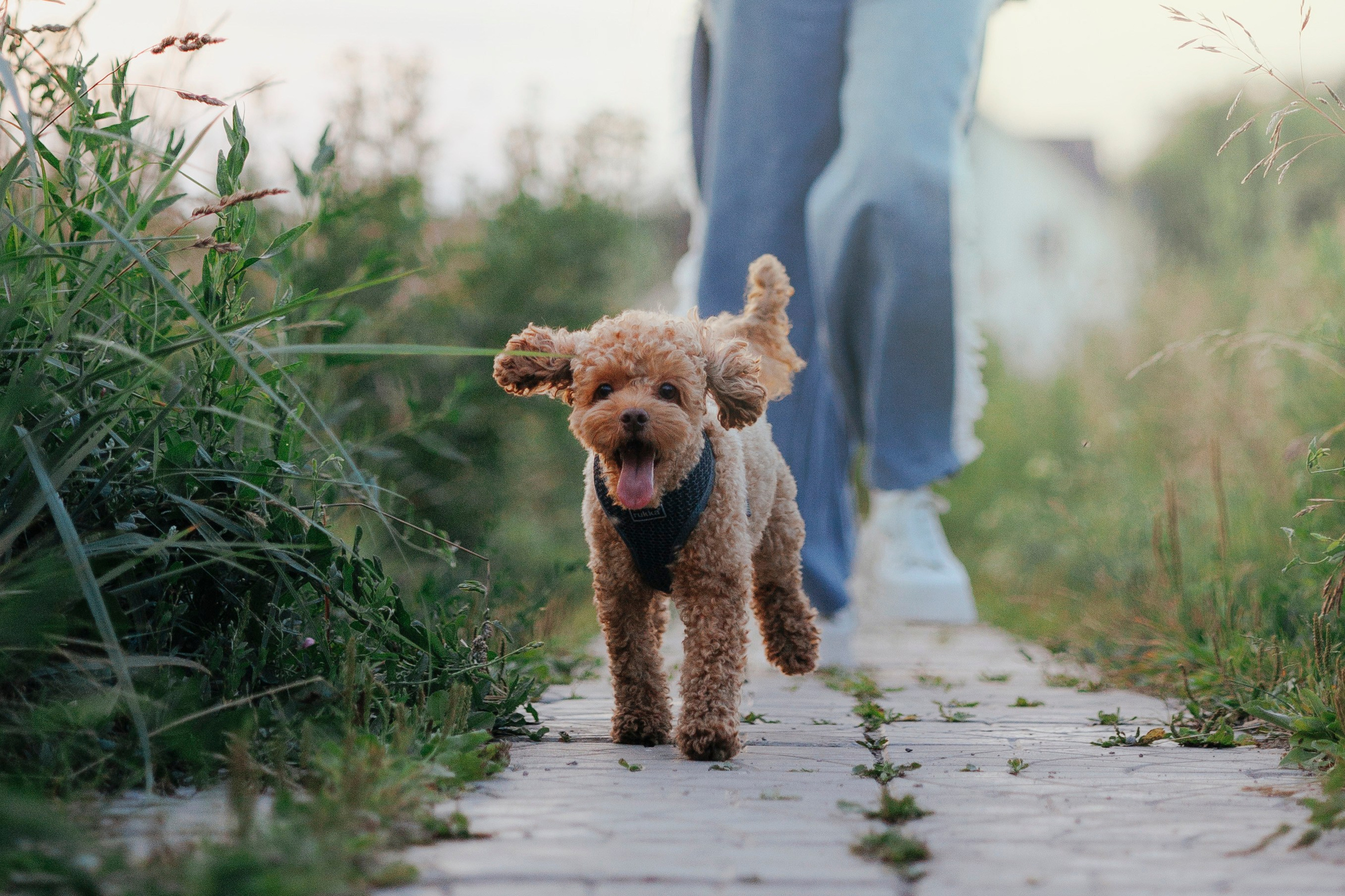 Съемка с собакой. Анастасия Белаш