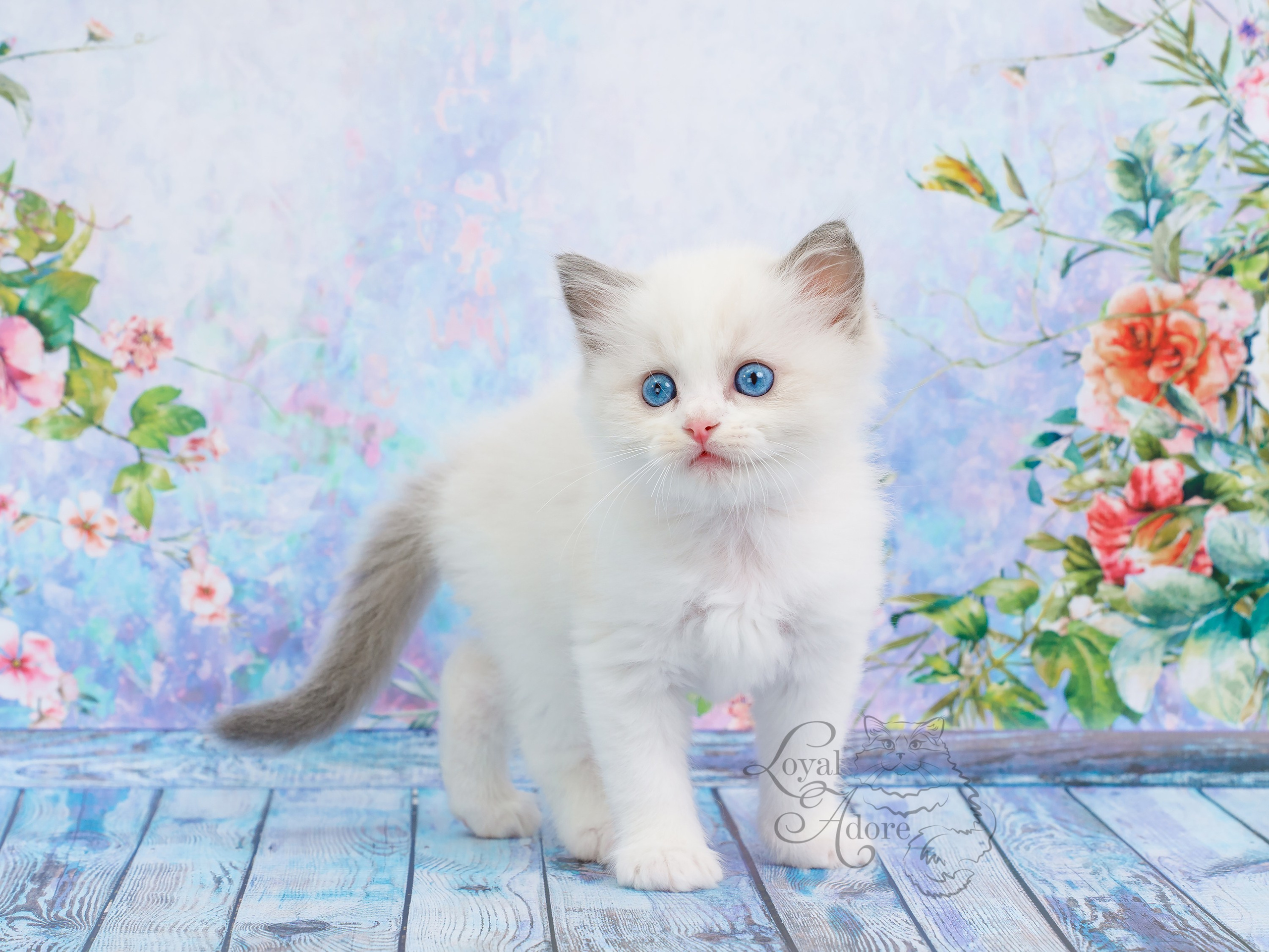 Котята рэгдолл от Loyal Adore. Питомник рэгдолл Loyal Adore