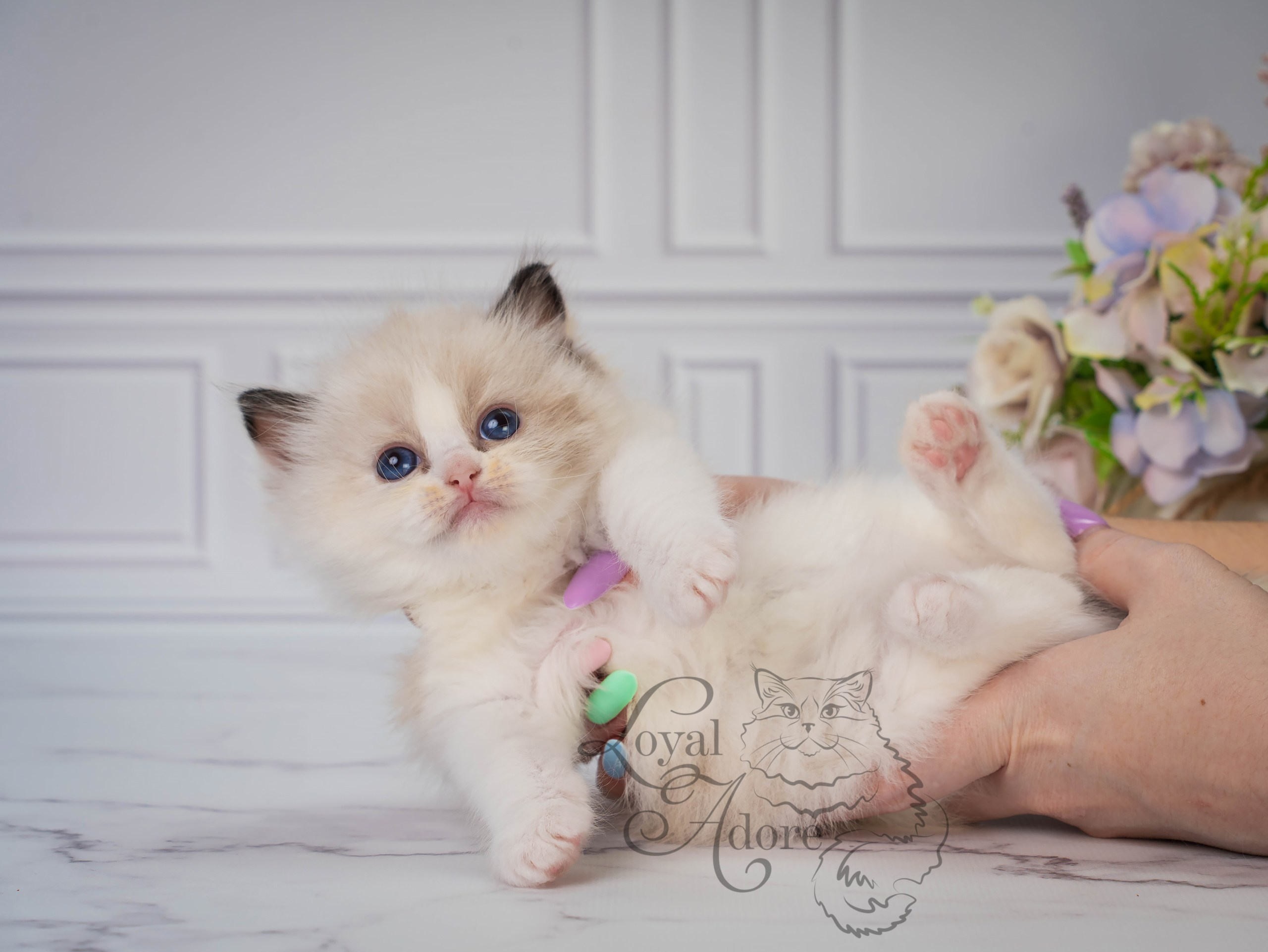 Котята рэгдолл от Loyal Adore. Питомник рэгдолл Loyal Adore