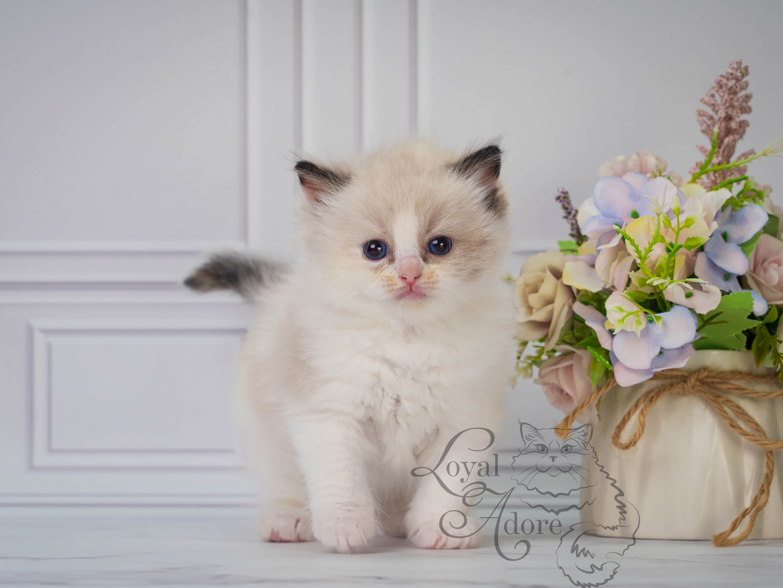 Все свободные котята. Питомник рэгдолл Loyal Adore