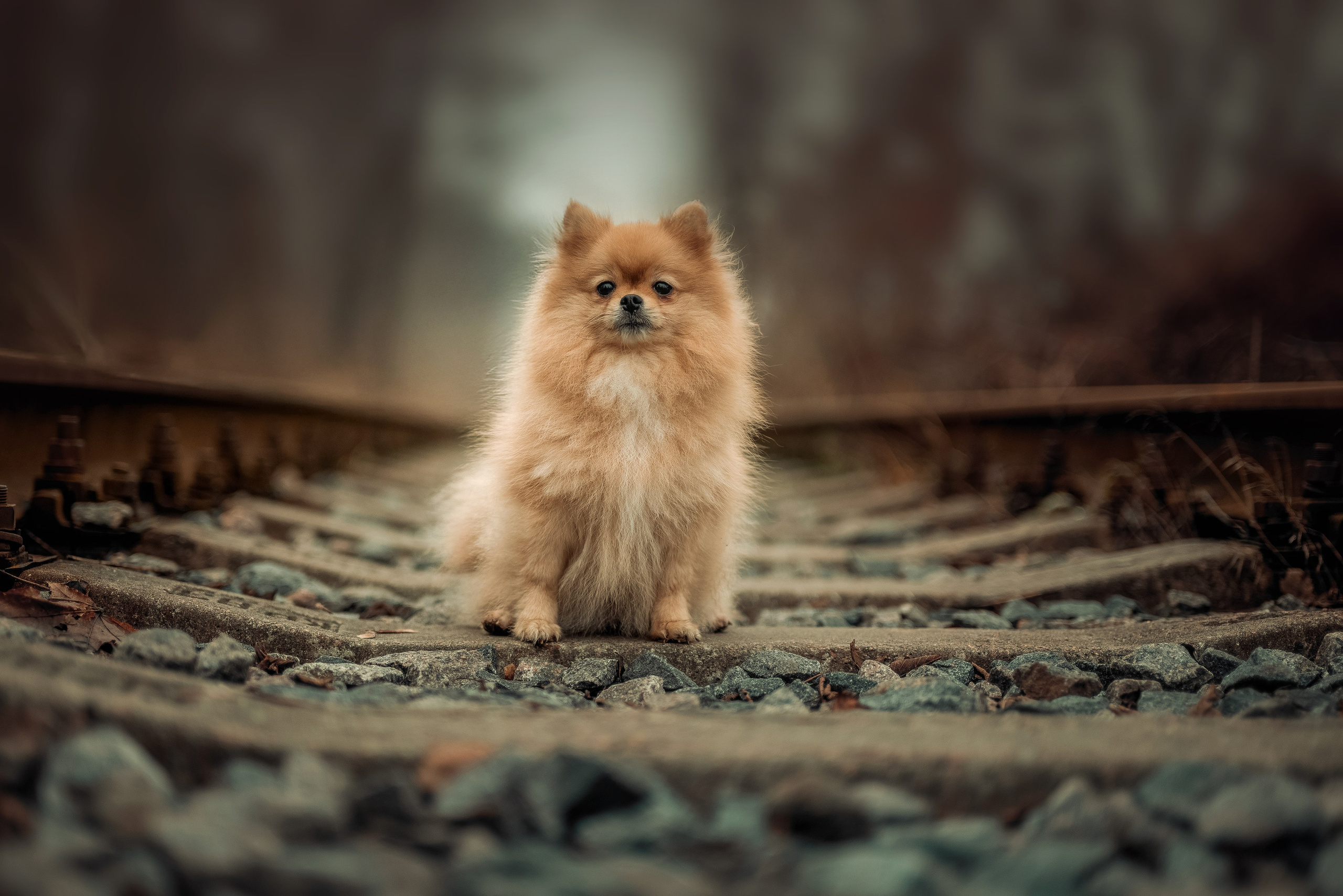 Миша — Декабрь 2025. Фотограф — анималист RISHELL PHOTO