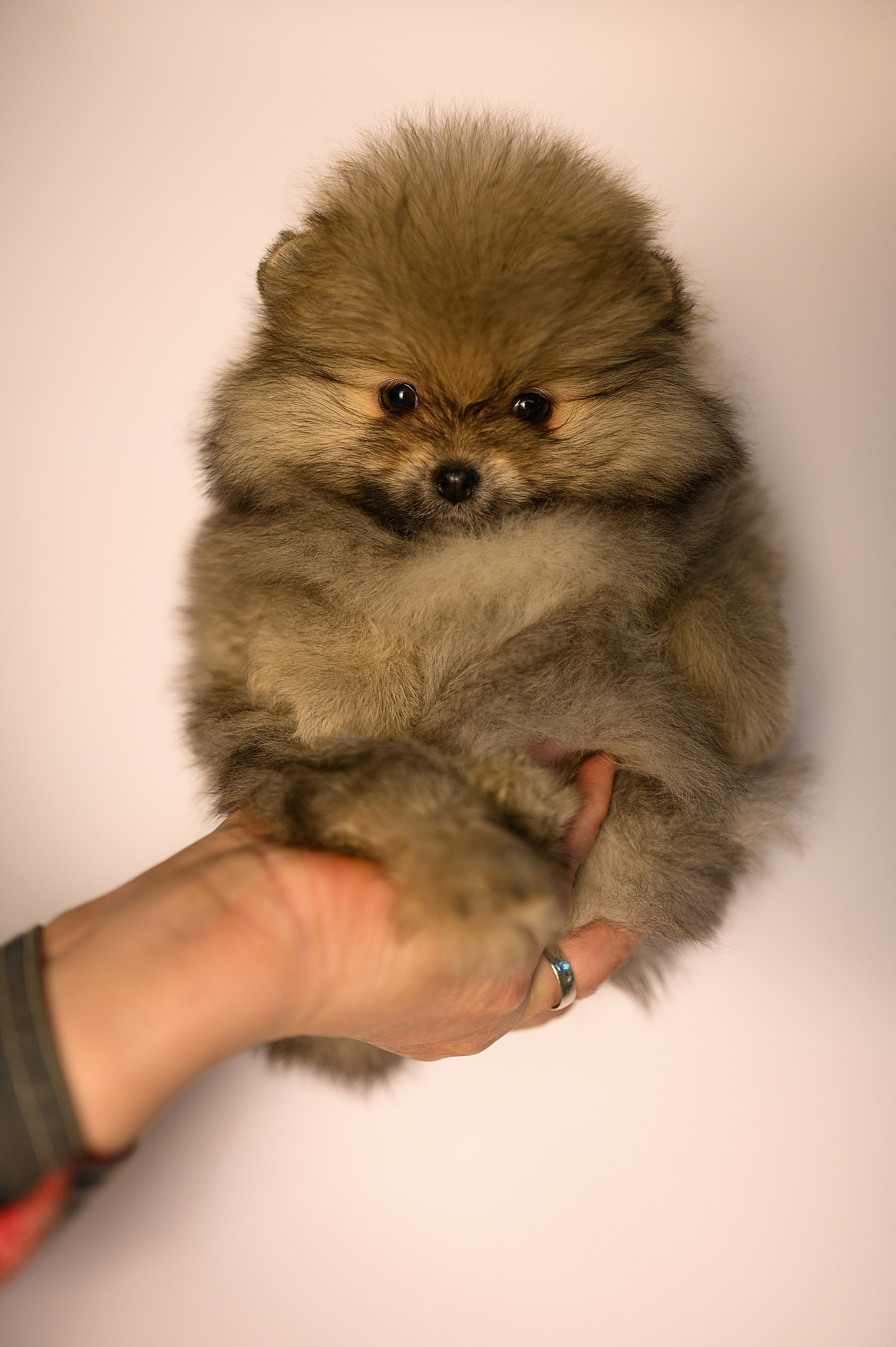 Питомник шпицев в Волгодонске. Фотограф Елизавета Жуйкова | Фотосессии в Волгодонске: портретные, лав стори, семейные