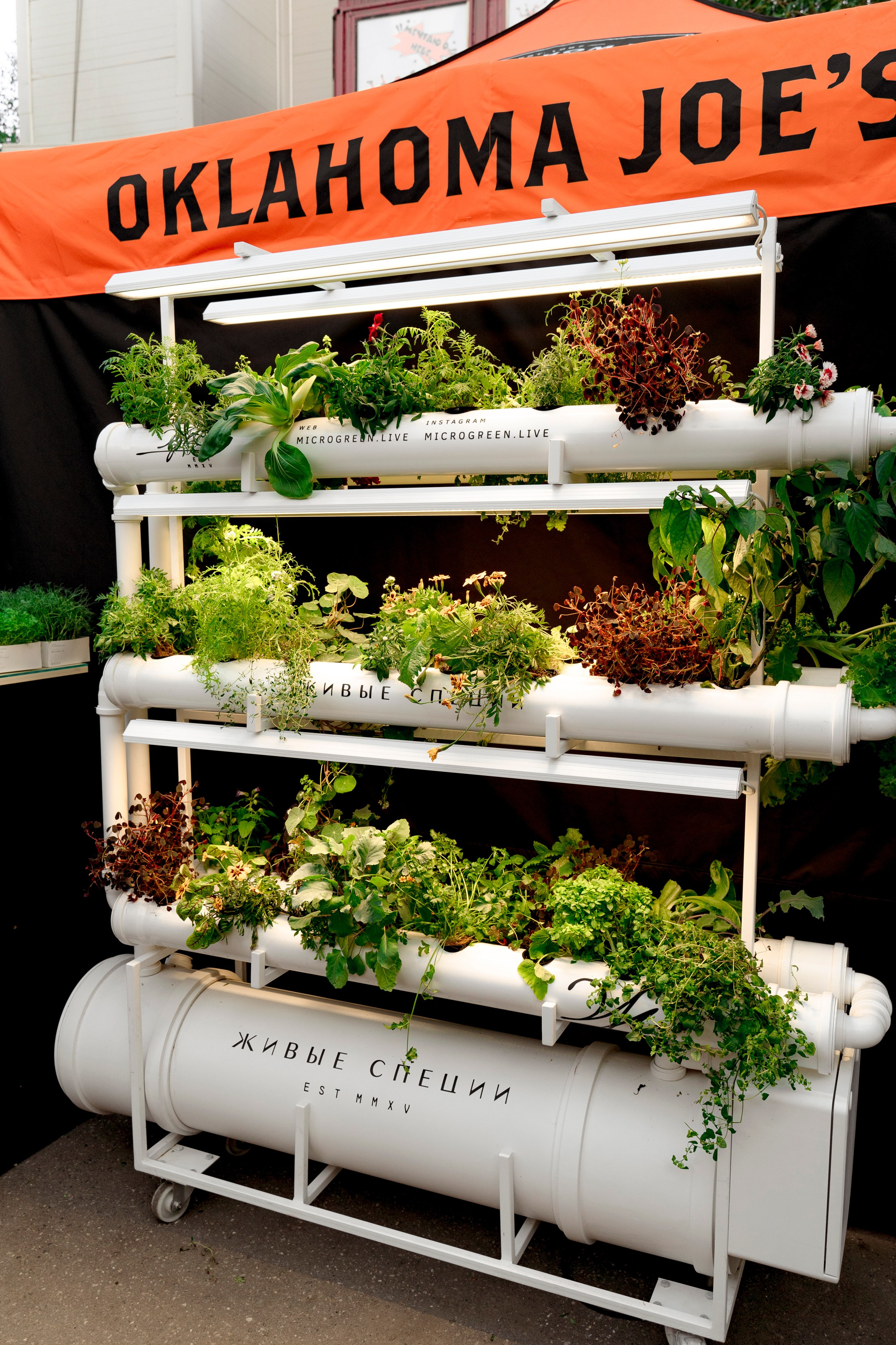 Гриль Фест 2025. Свадебный фотограф Москва