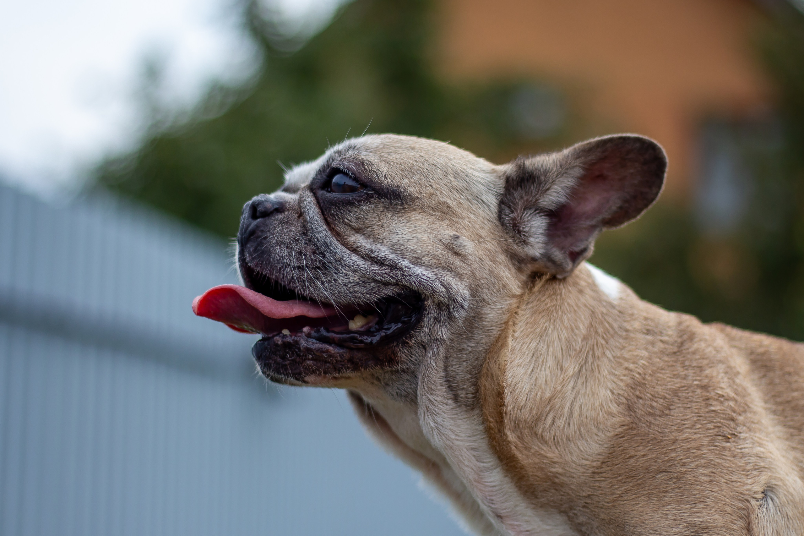 Собачья жизнь — Зоогостиница «Счастливые мечтатели». Фотограф • Орехово-Зуево • Балашиха • TEFO