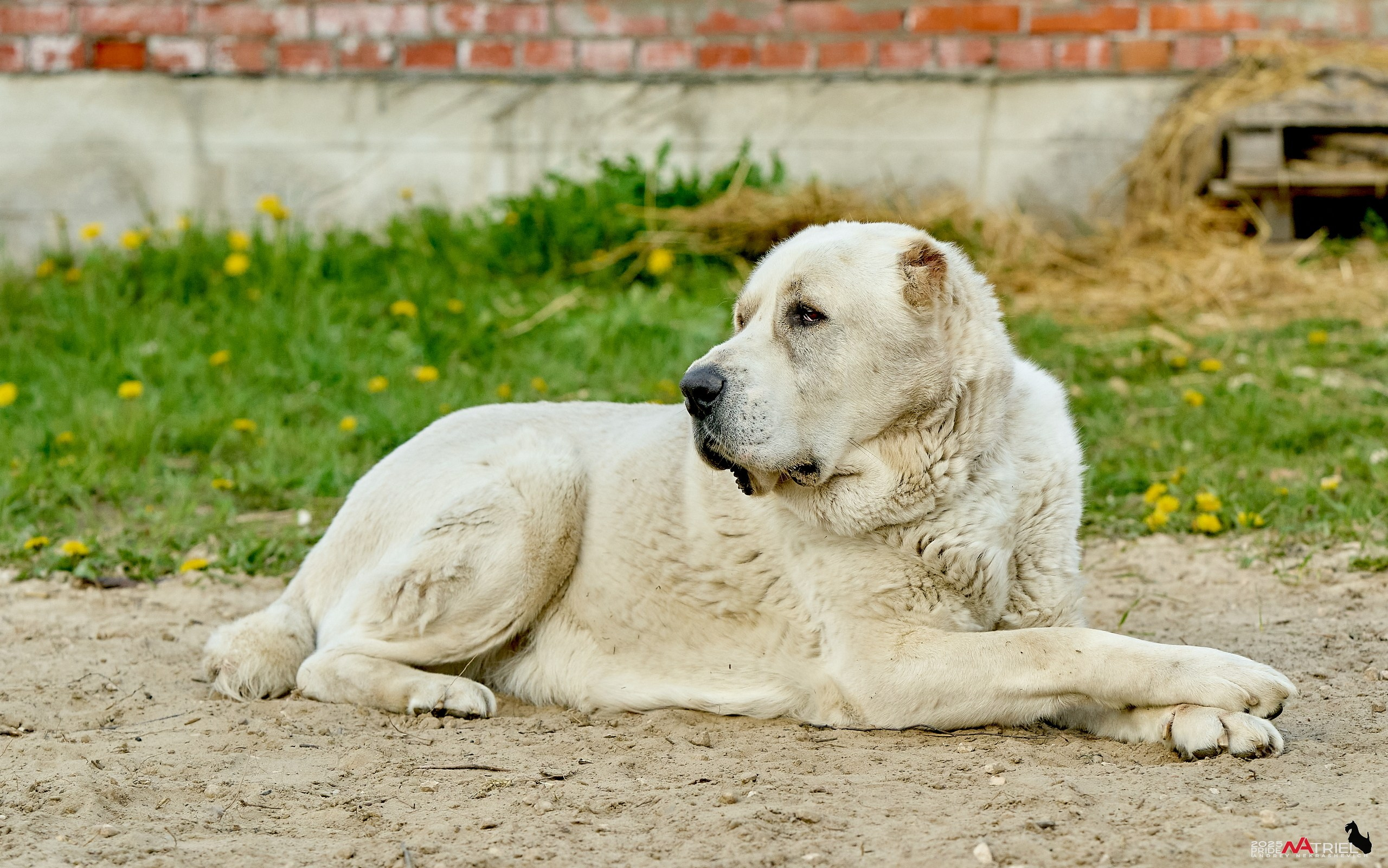 Съемка в питомнике