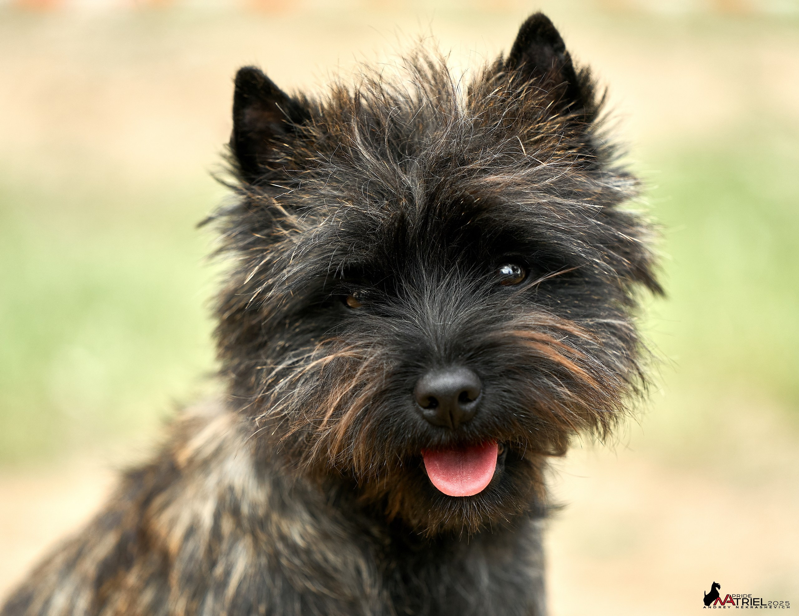Выставка собак Суздаль-Владимир