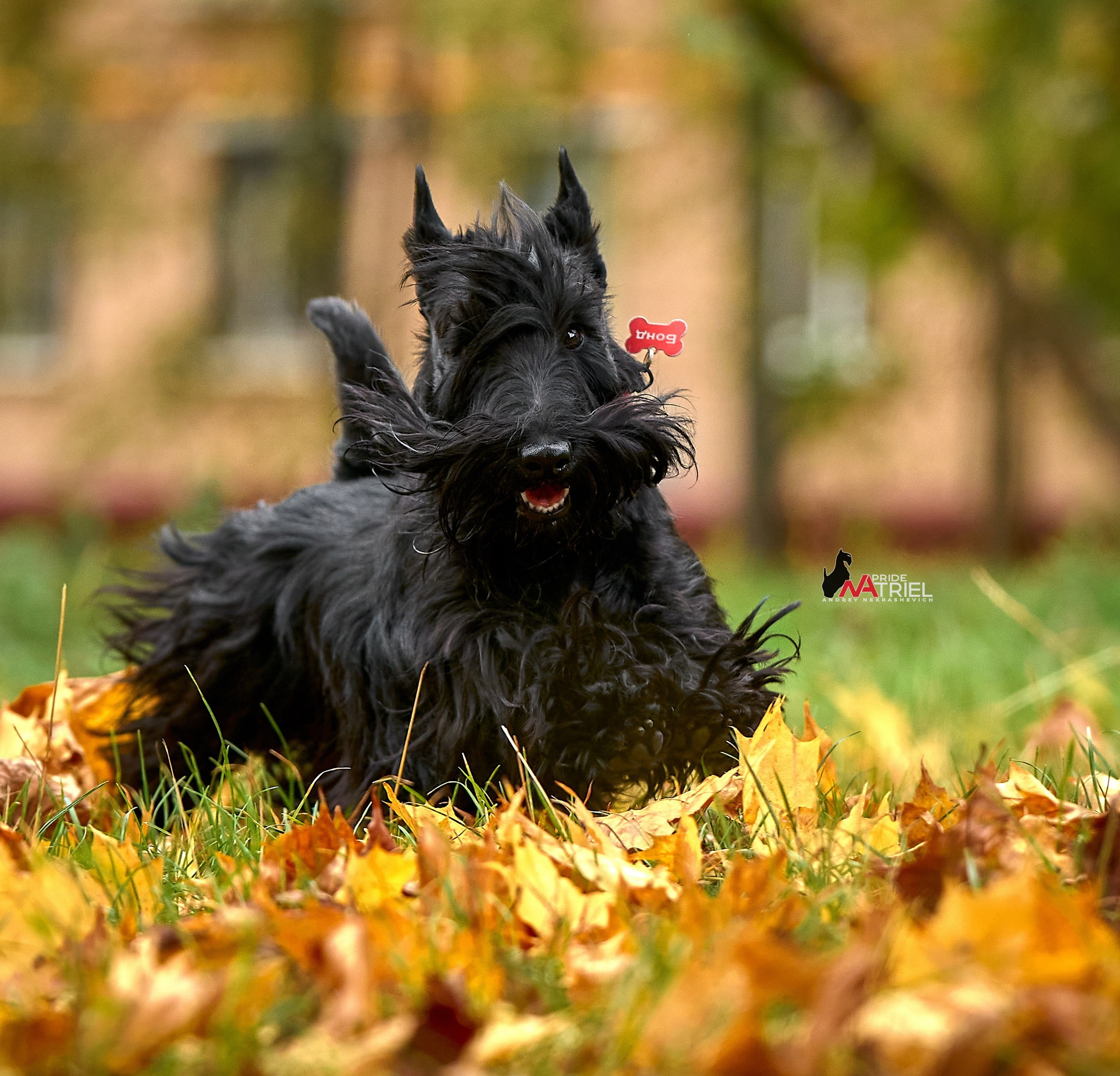 Портфолио NATRIEL