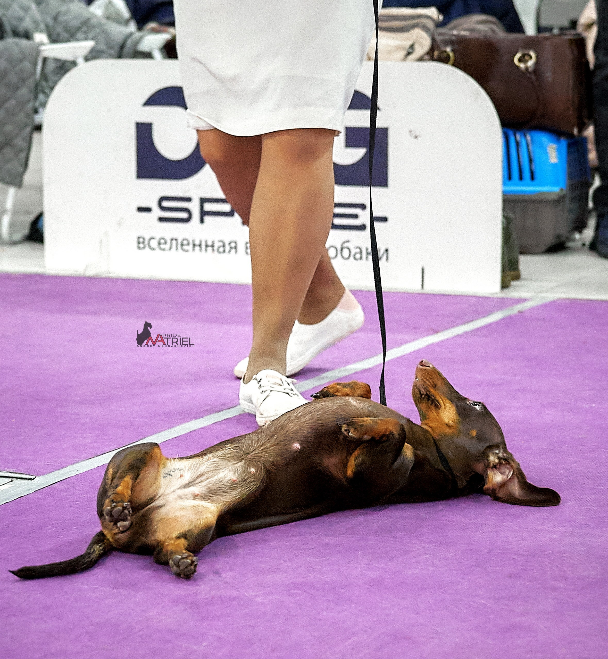 Работа в рингах — галерея NATRIEL