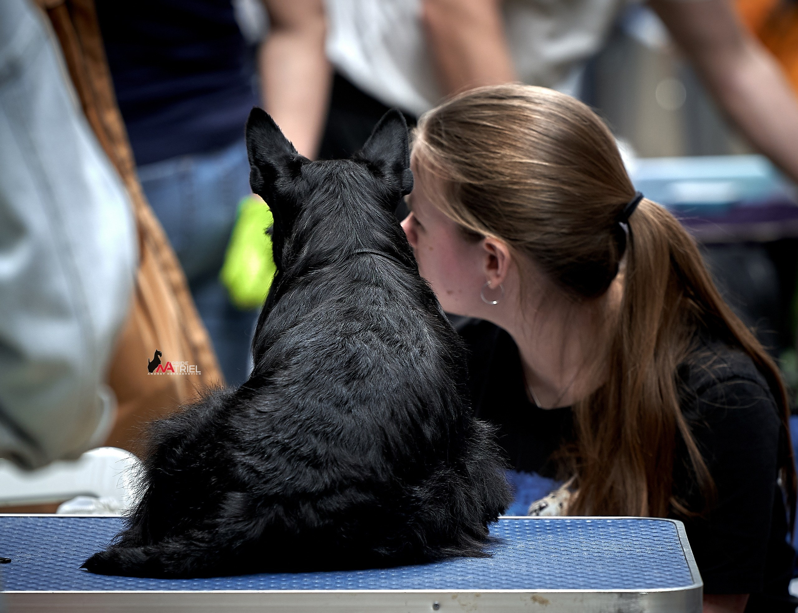 Собаки и Люди — галерея NATRIEL