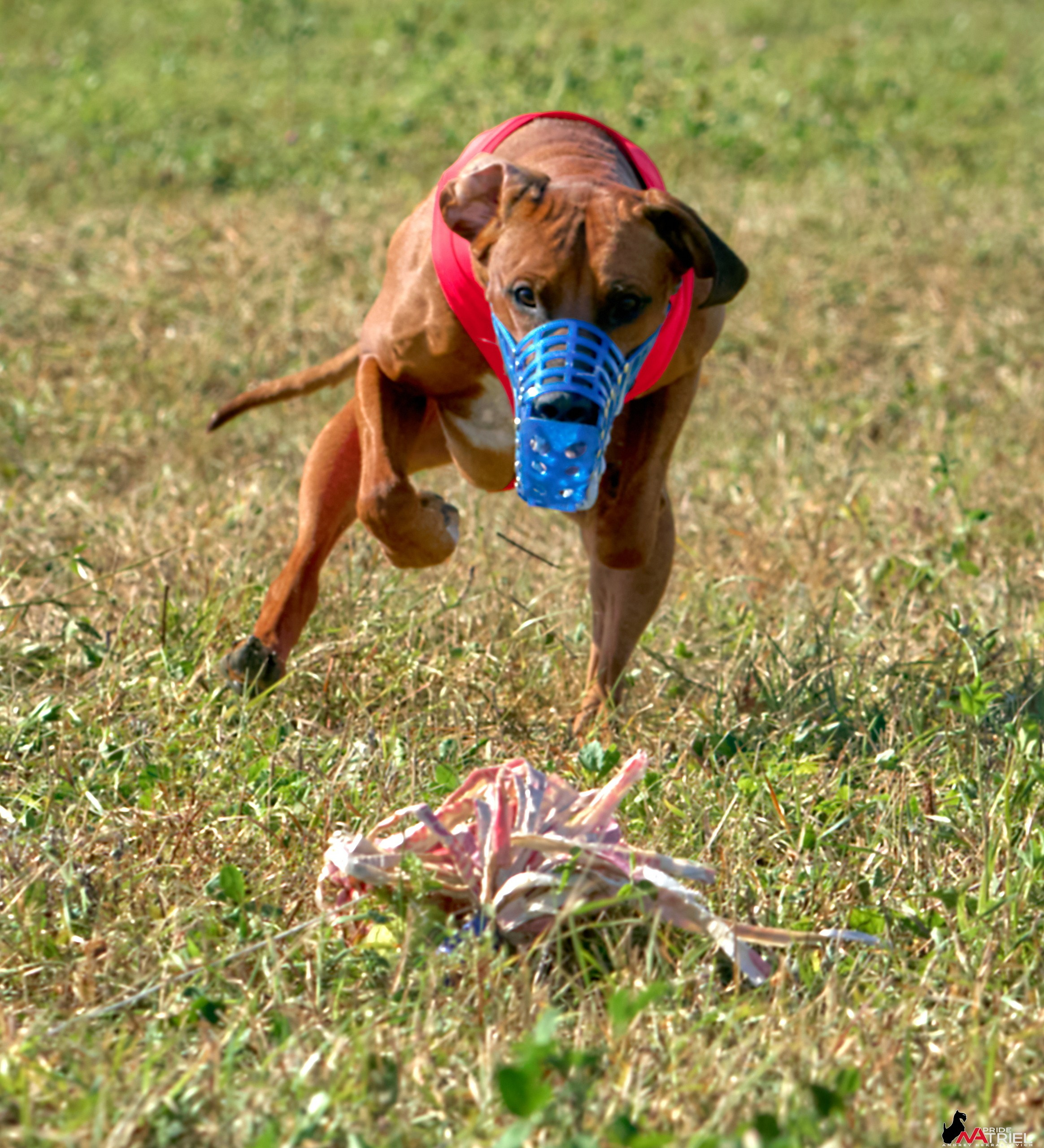 Съемка курсинг — галерея NATRIEL