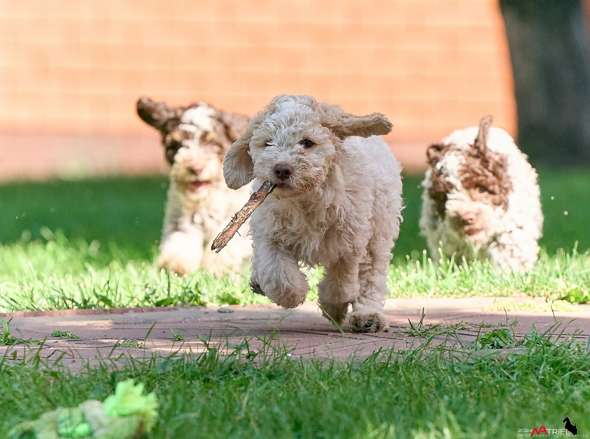 Съемка щенков лаготто на природе