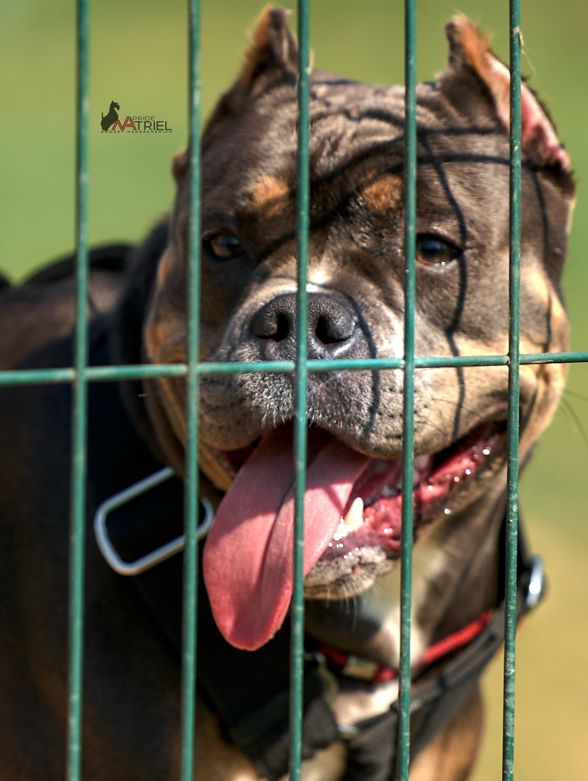 Среднеазиаты — щенки и взрослые