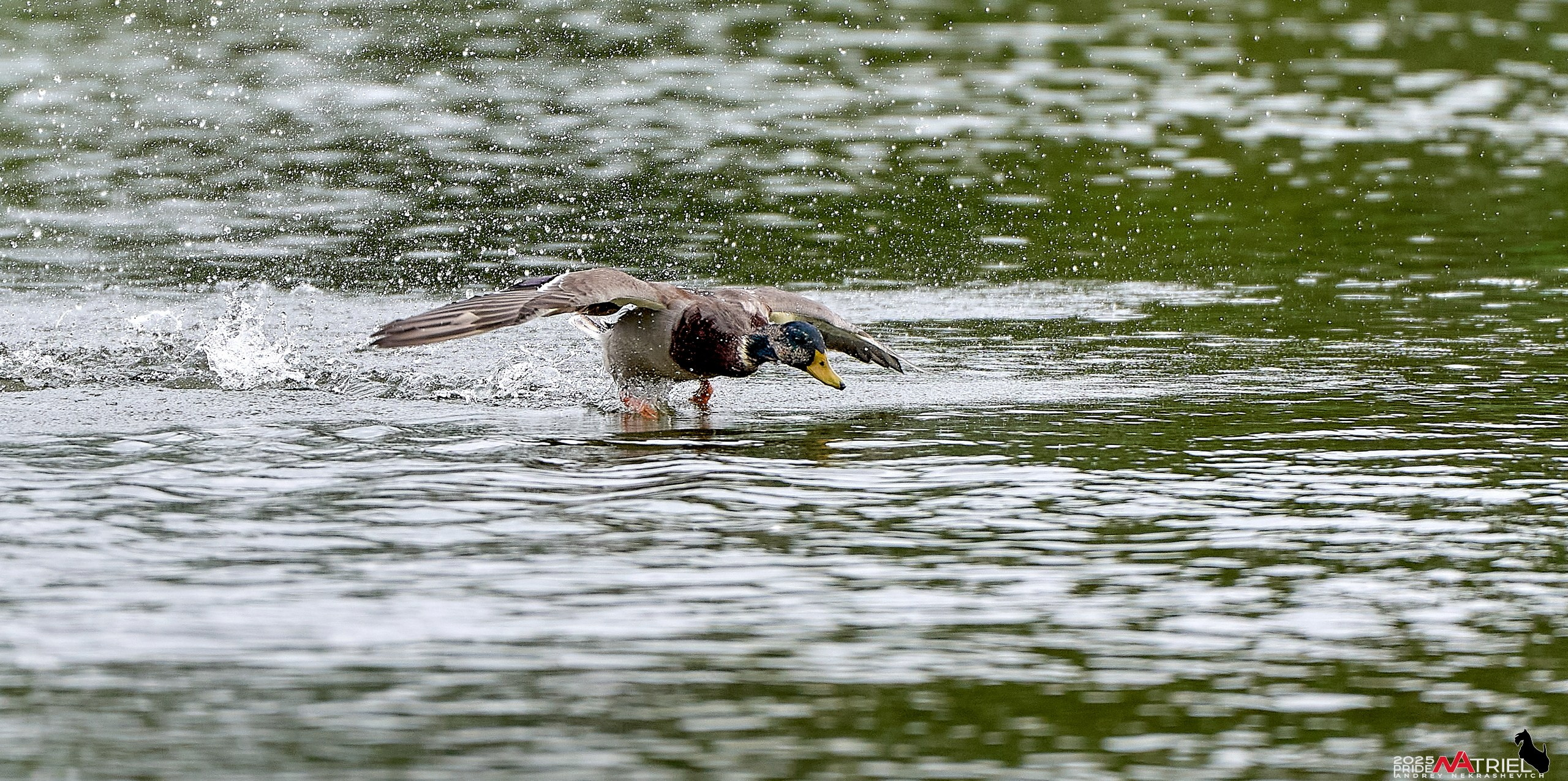Утки на пруду