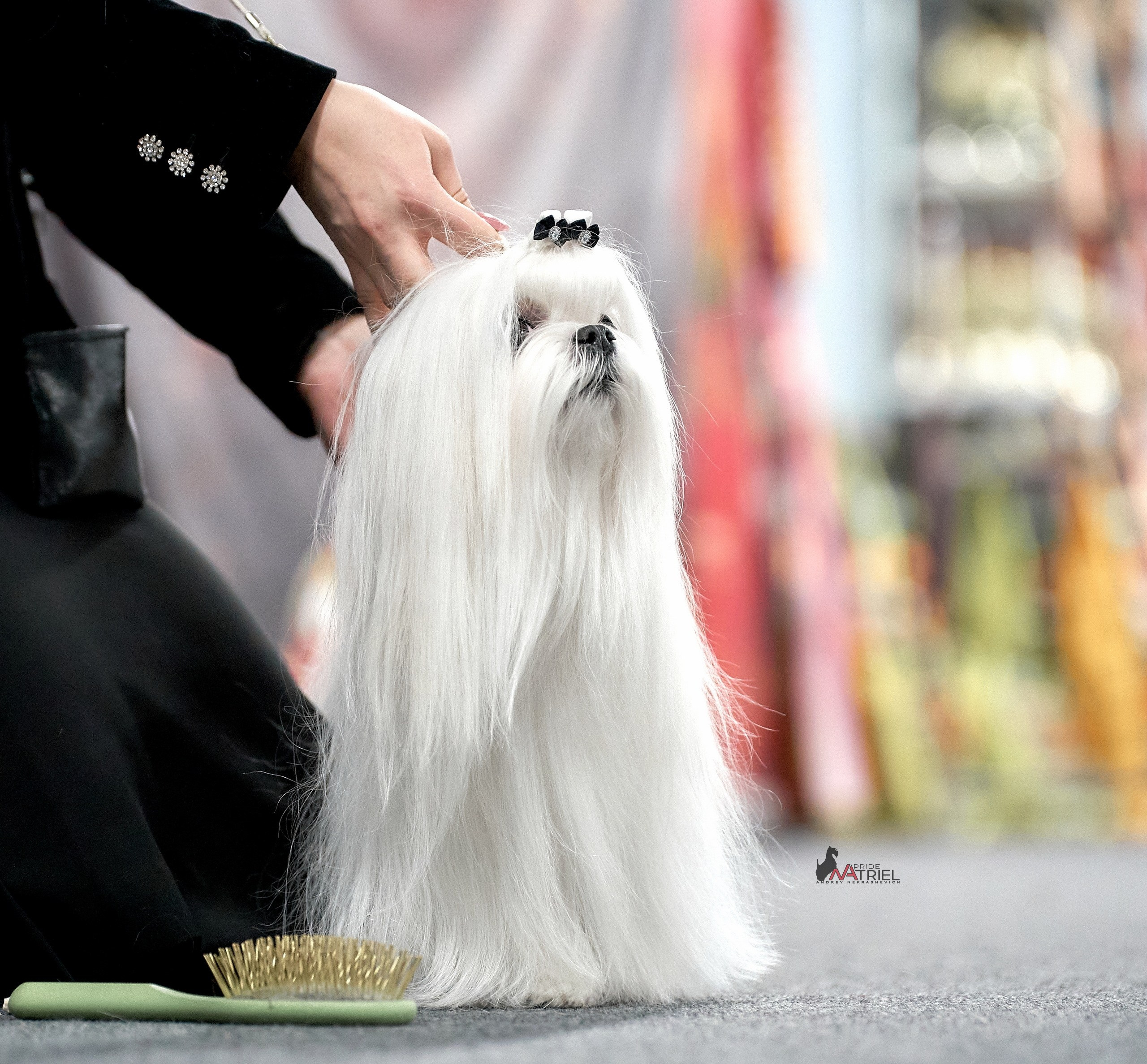 Работа в рингах — галерея NATRIEL