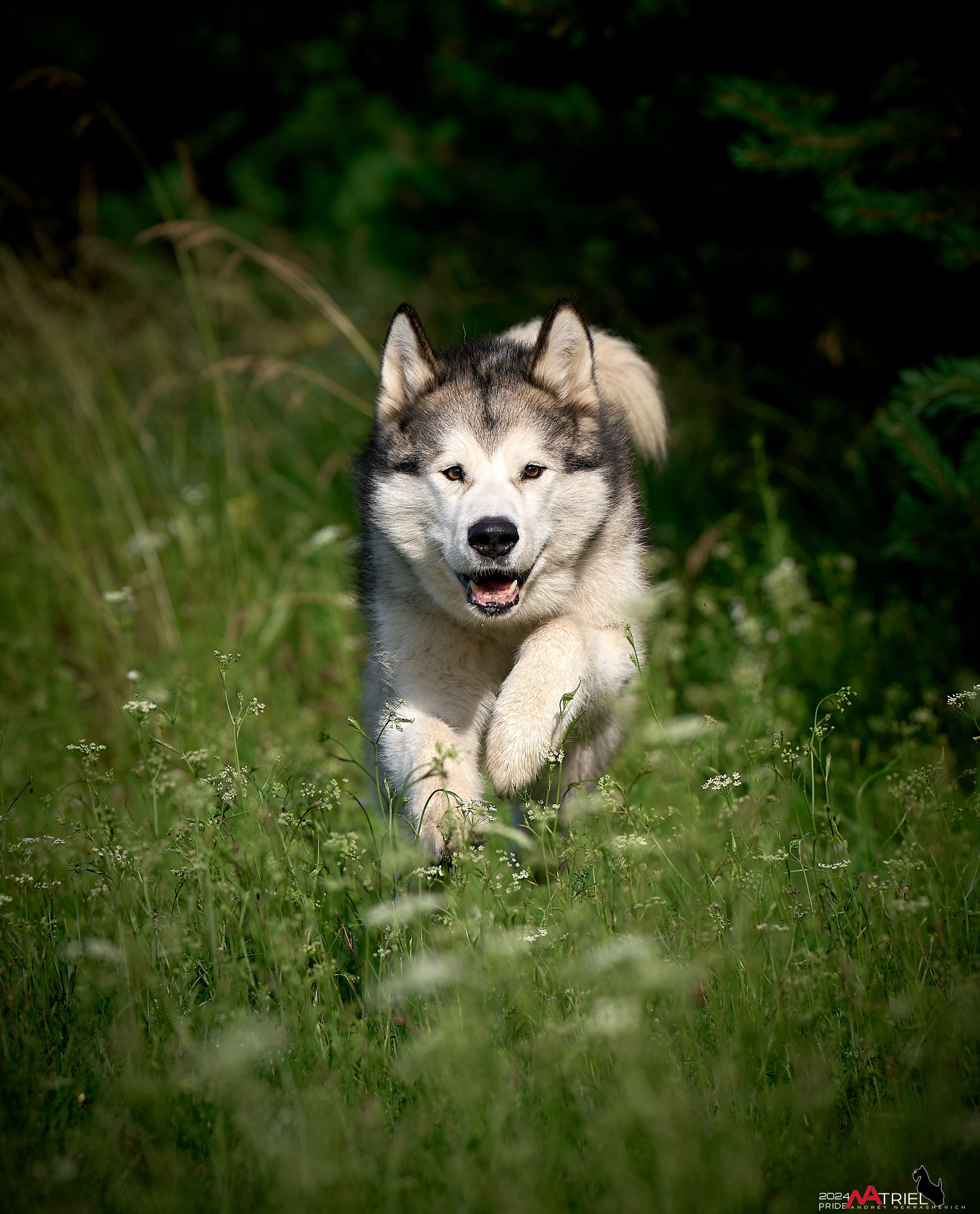 Репортаж из кинологического лагеря