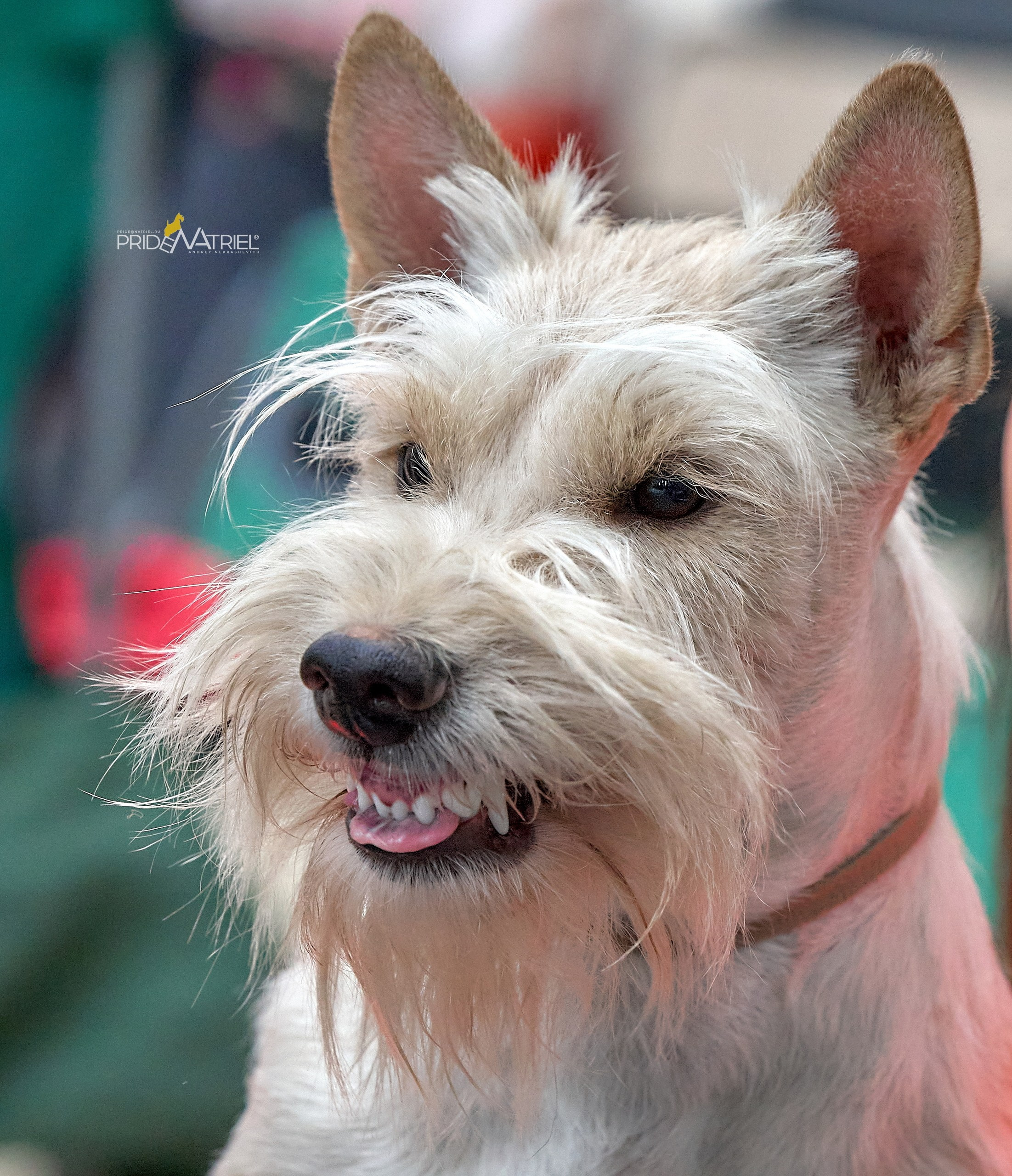 Портреты собак — галерея NATRIEL