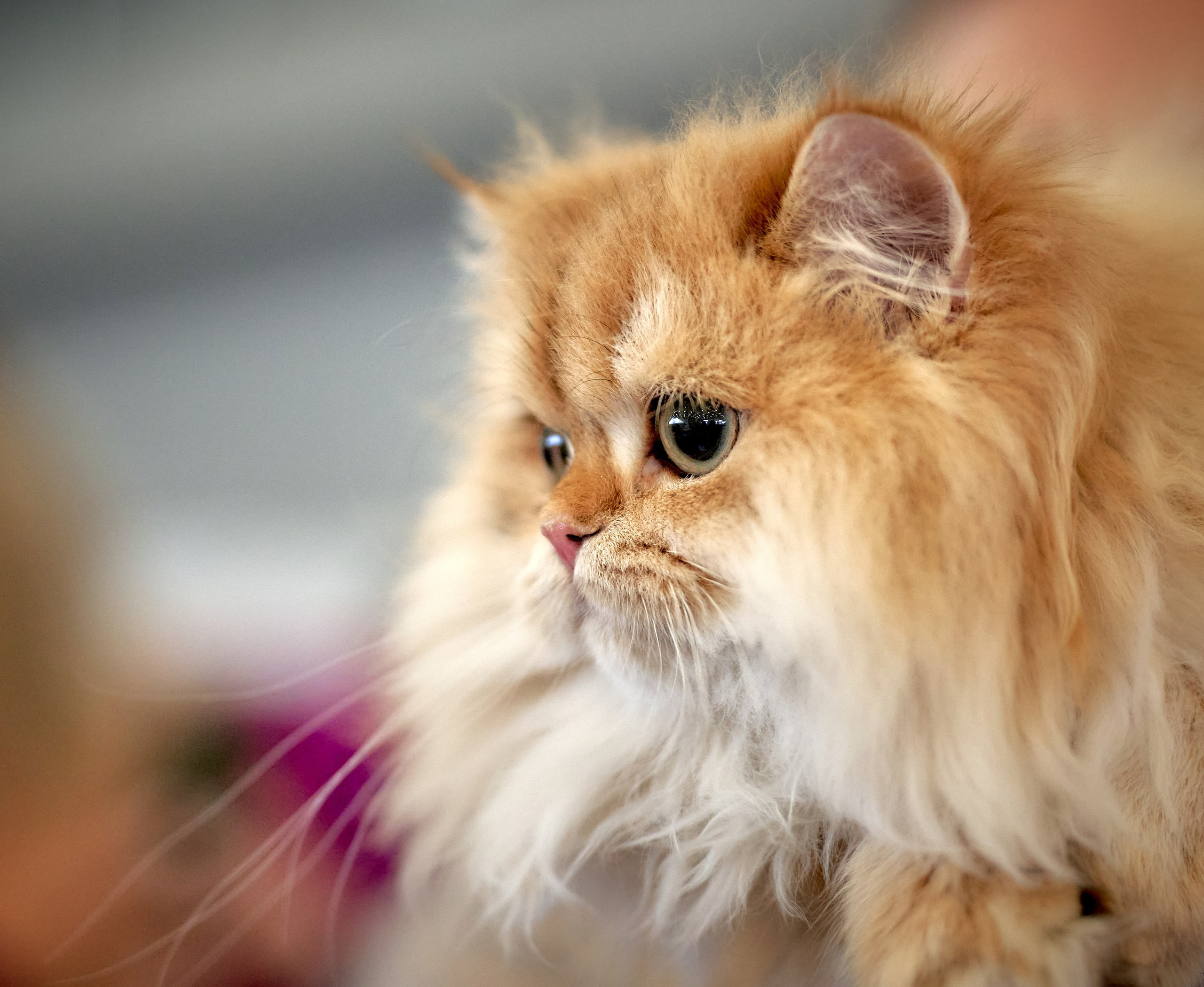 Кошки на выставках — галерея NATRIEL