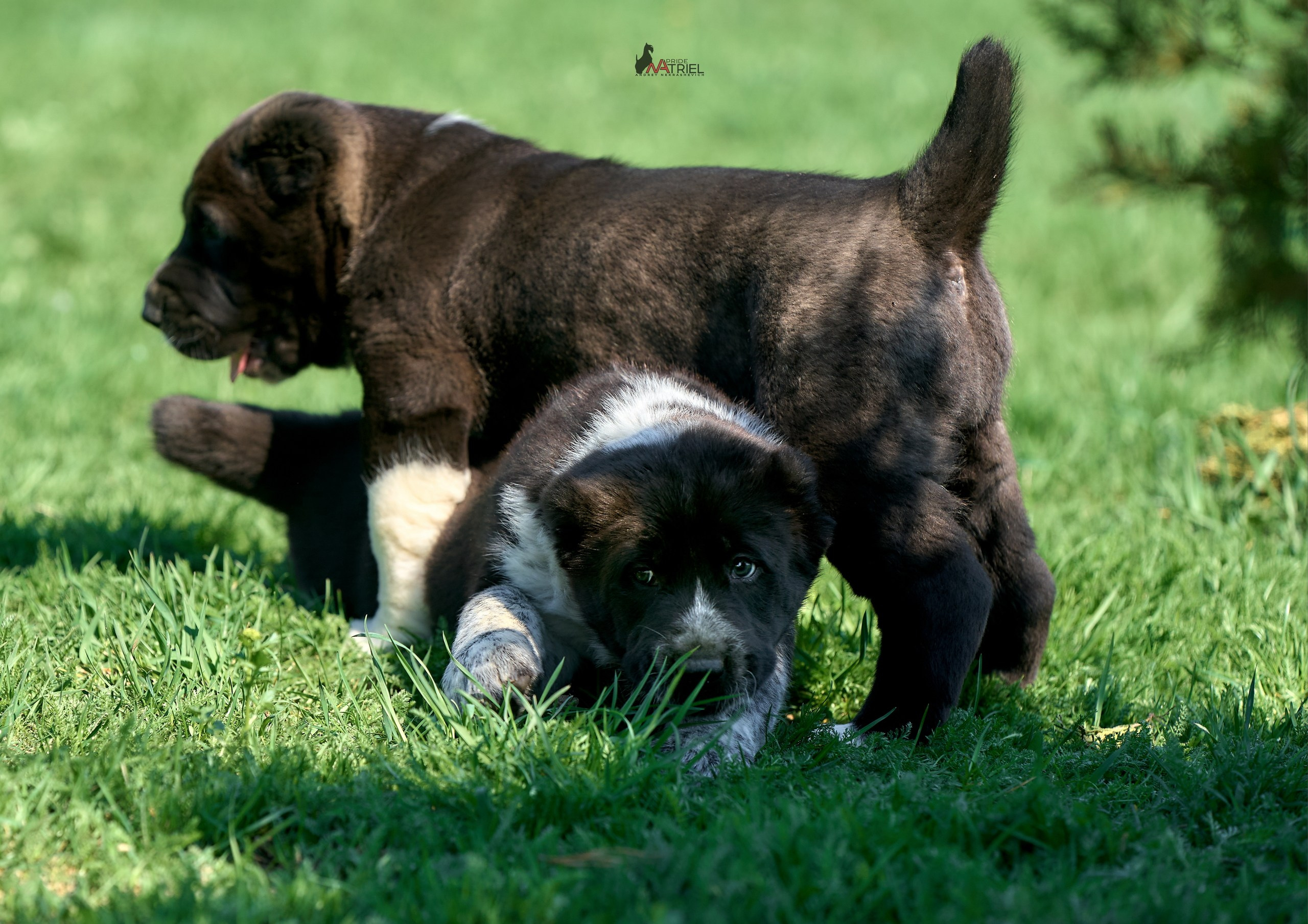 Среднеазиаты — щенки и взрослые